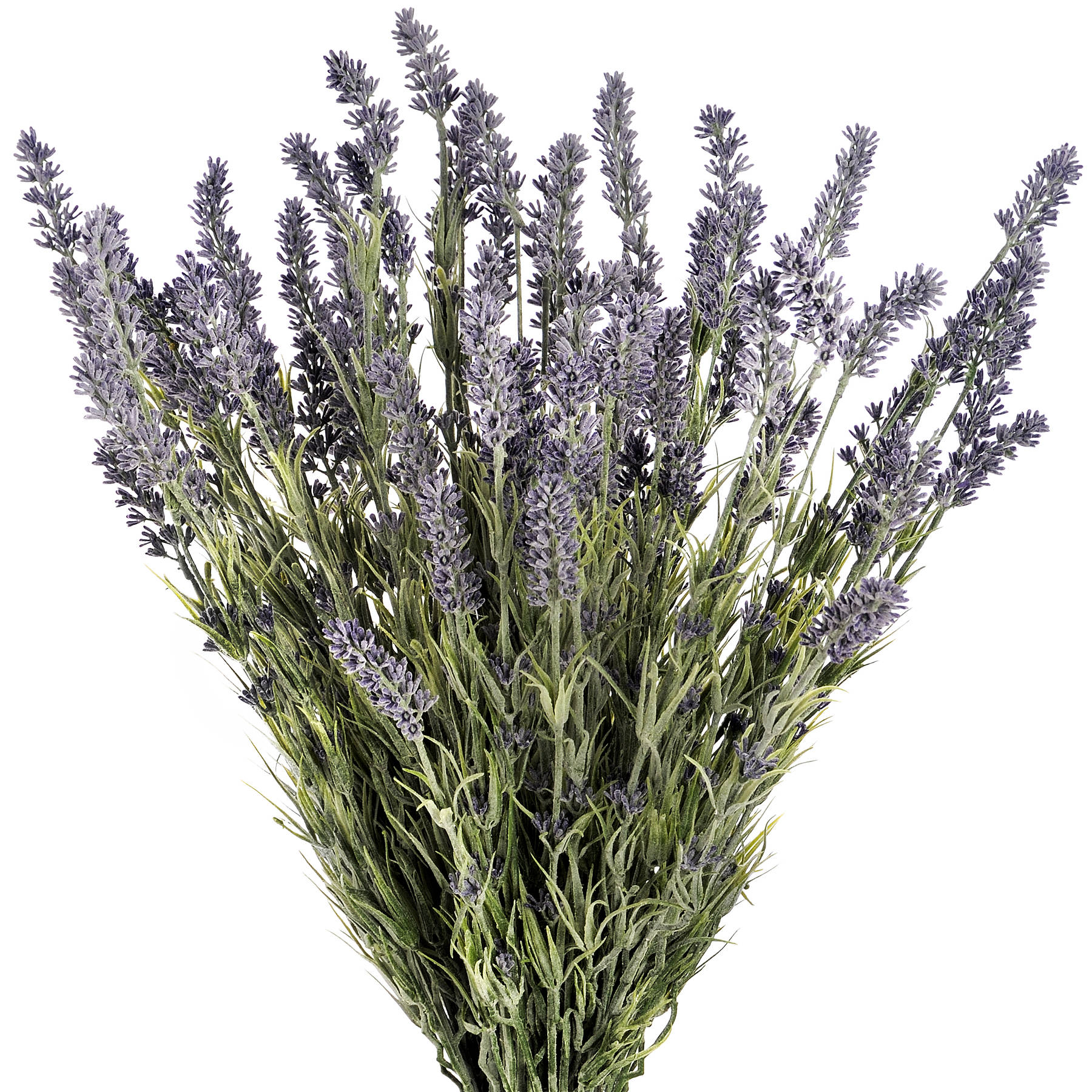Large Lavender Bush 4 Large Lavender Bush - Image 4