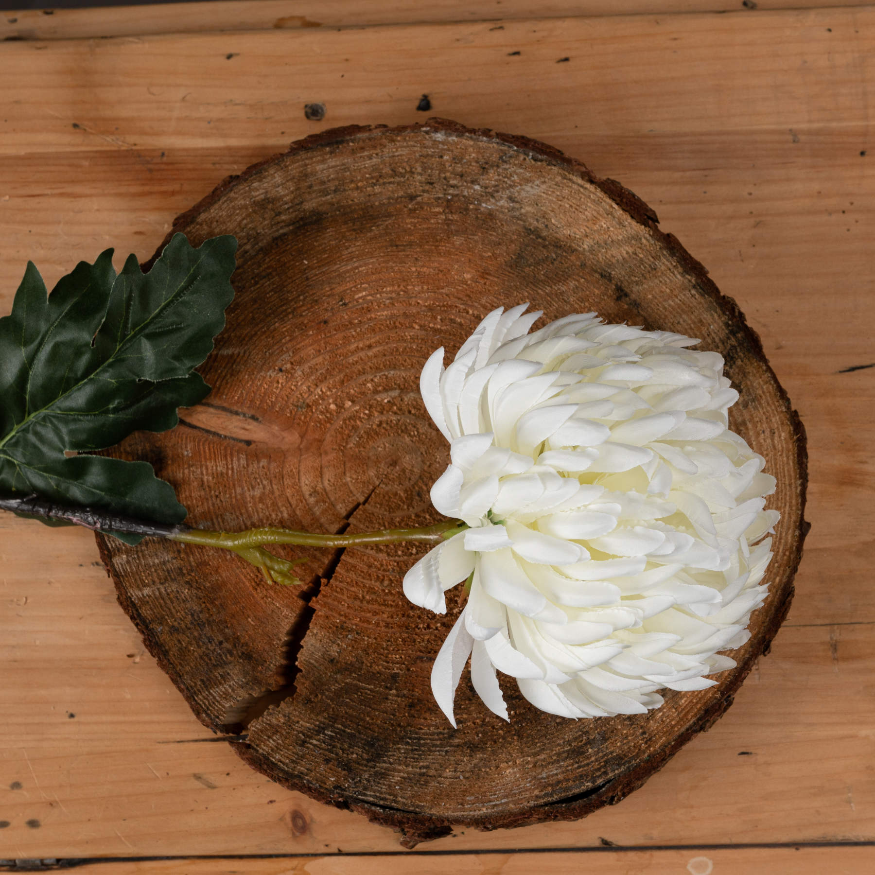 Large White Chrysanthemum 2 Large White Chrysanthemum - Image 2