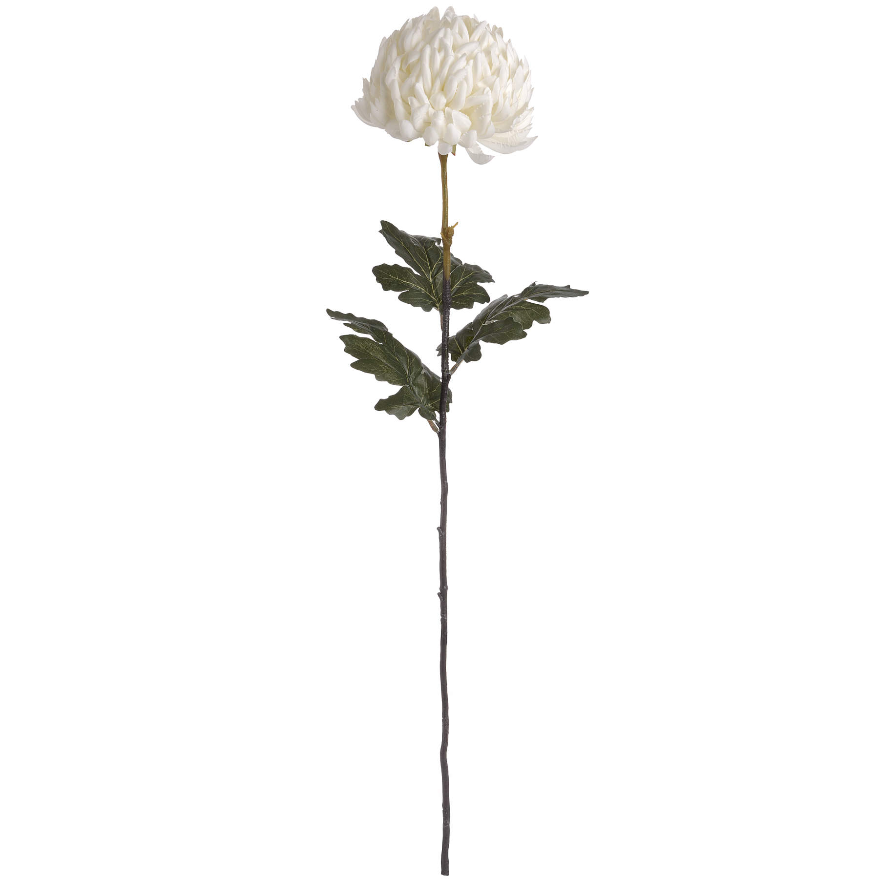 Large White Chrysanthemum 4 Large White Chrysanthemum - Image 4