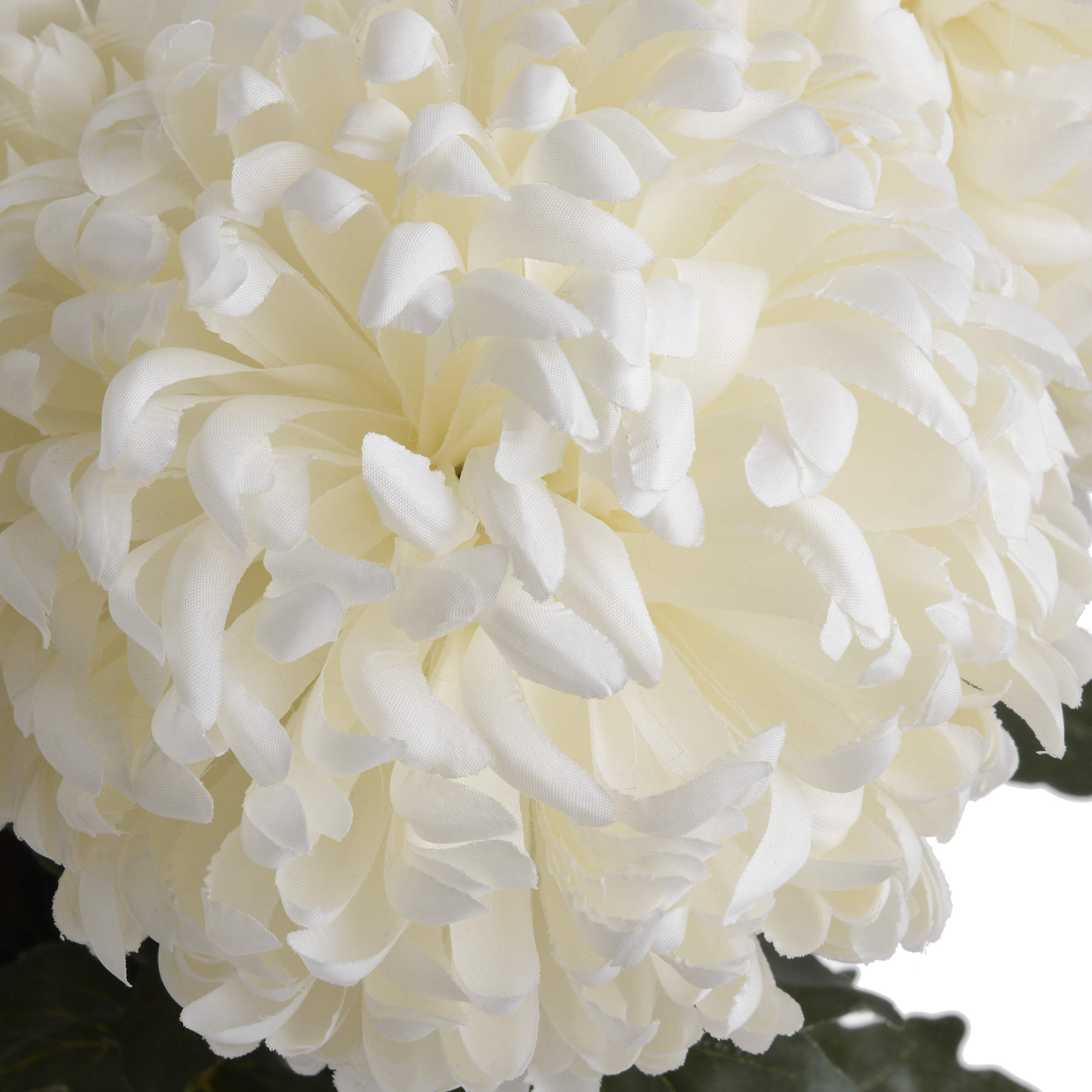 Large White Chrysanthemum 5 Large White Chrysanthemum - Image 5