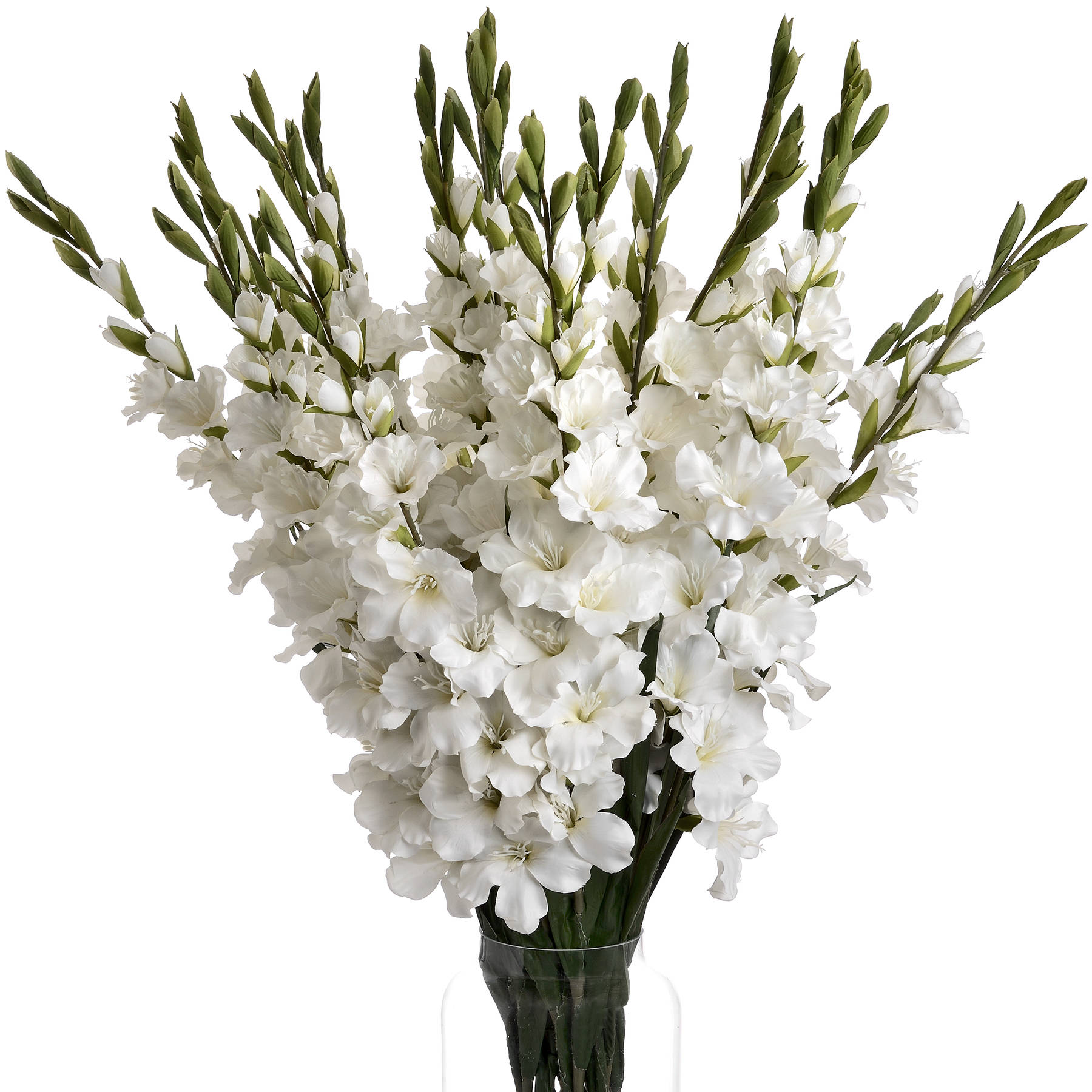 White Gladioli 4 White Gladioli - Image 4