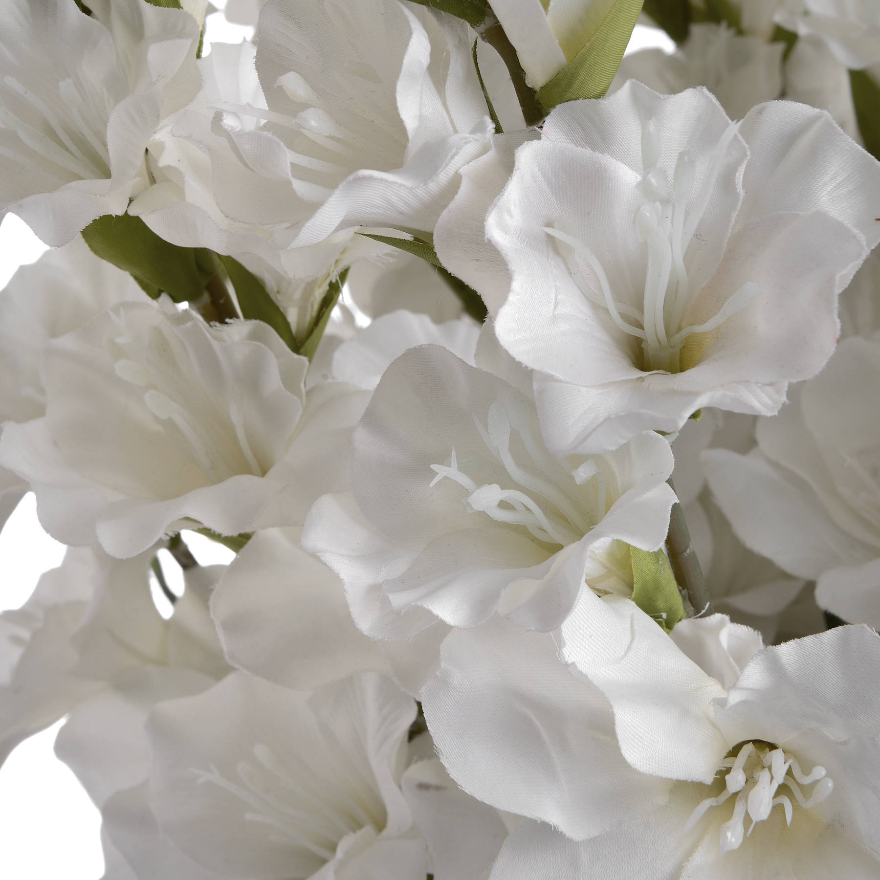 White Gladioli 5 White Gladioli - Image 5