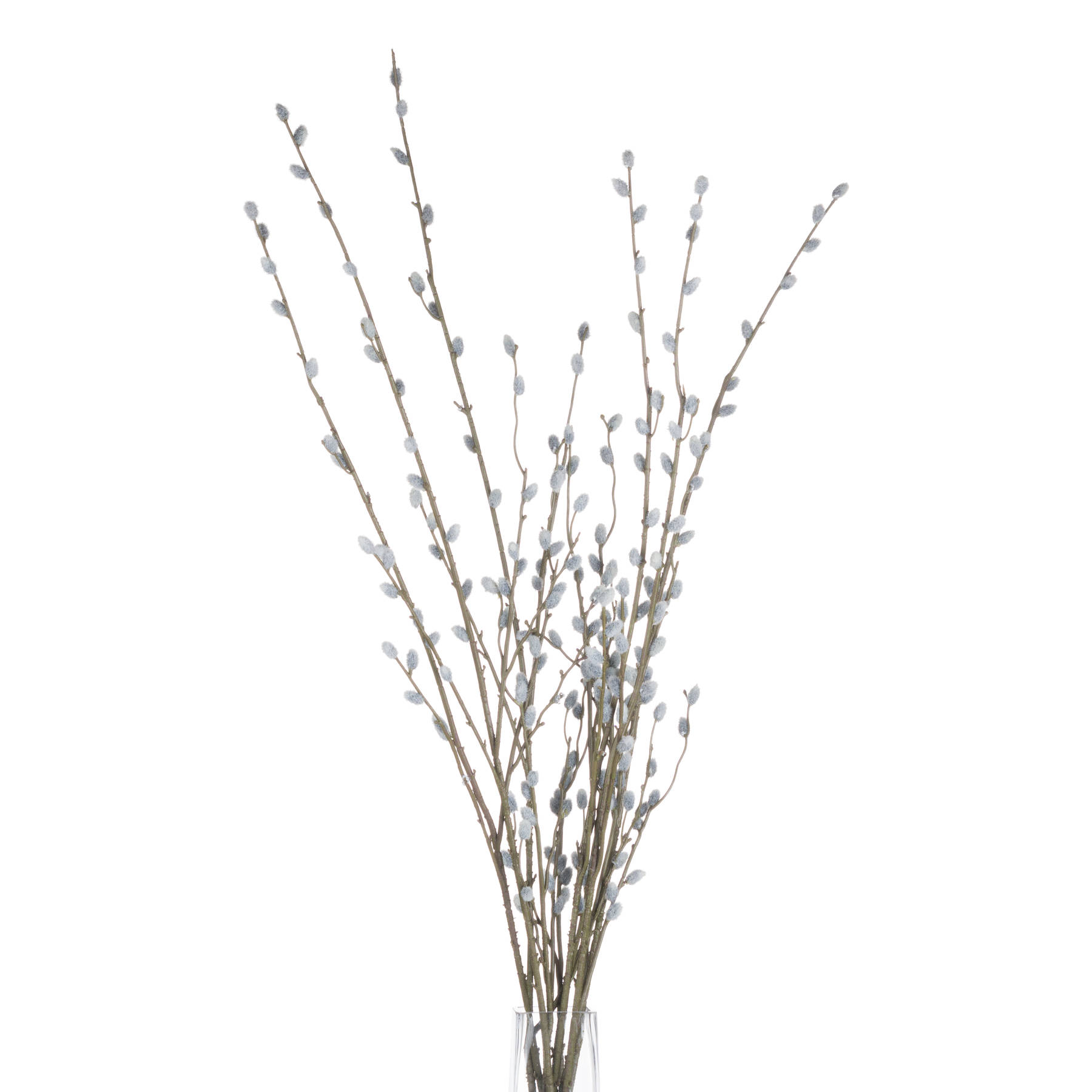 Pussy Willow Branch 4 Pussy Willow Branch - Image 4