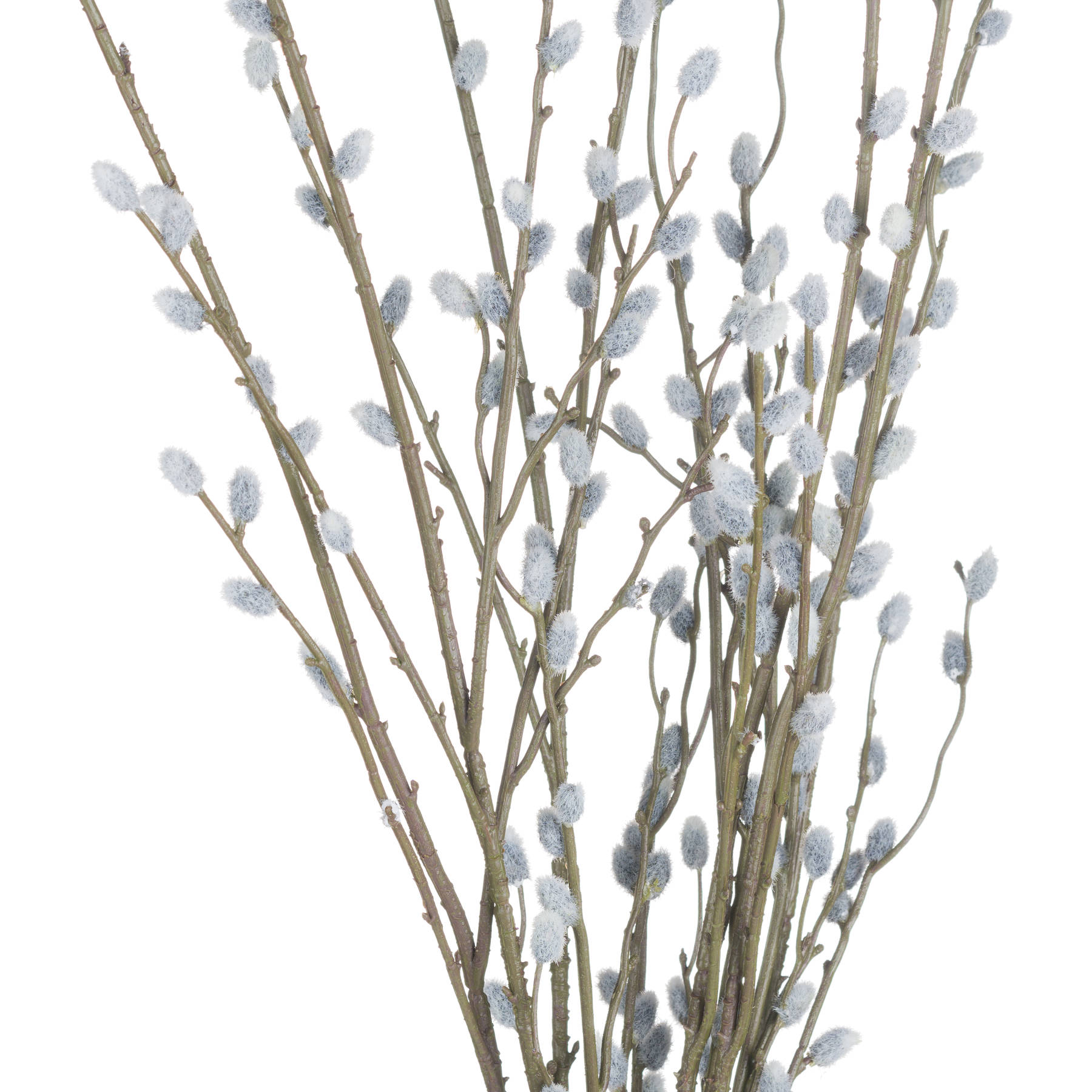 Pussy Willow Branch 5 Pussy Willow Branch - Image 5