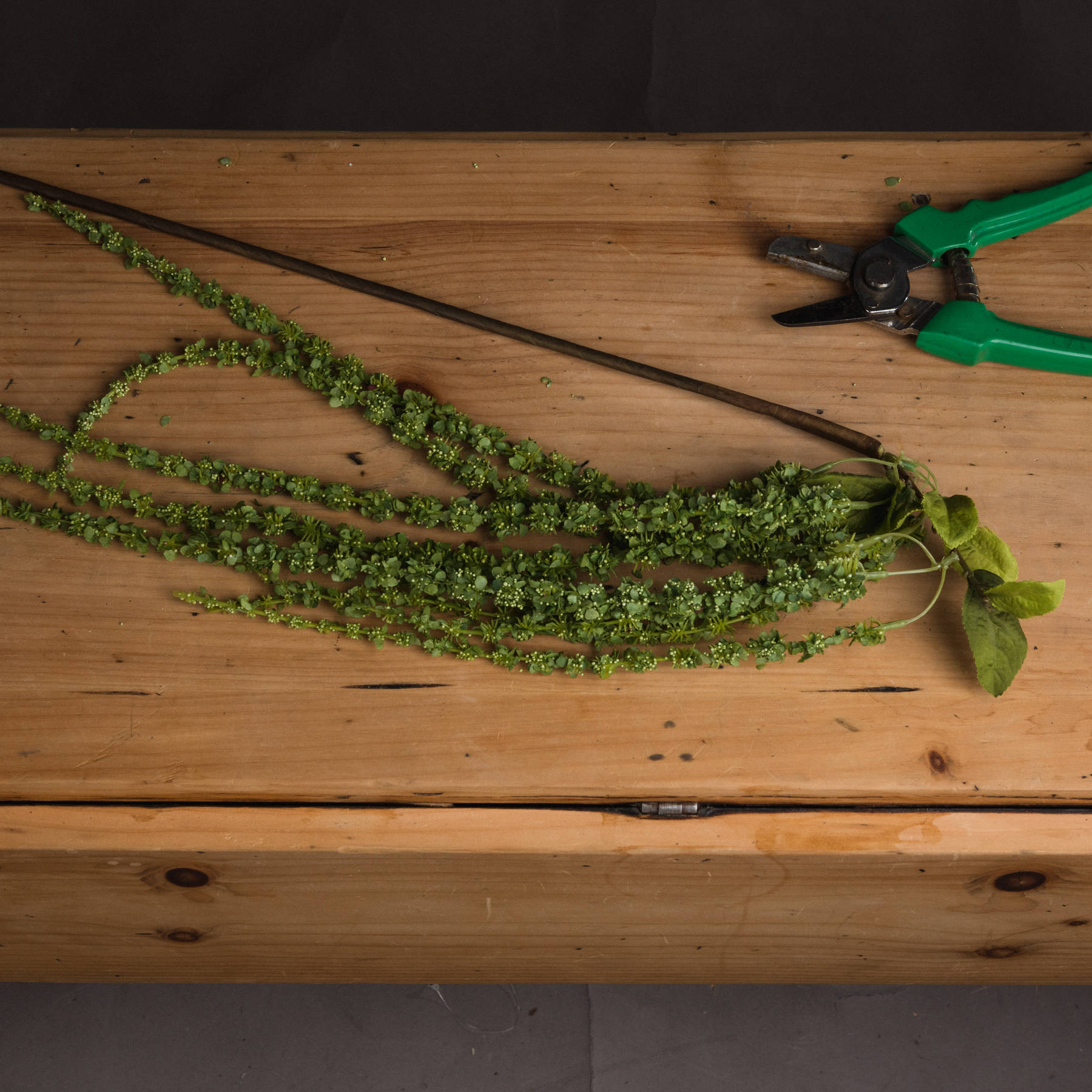 Green Amaranthus 2 Green Amaranthus - Image 2
