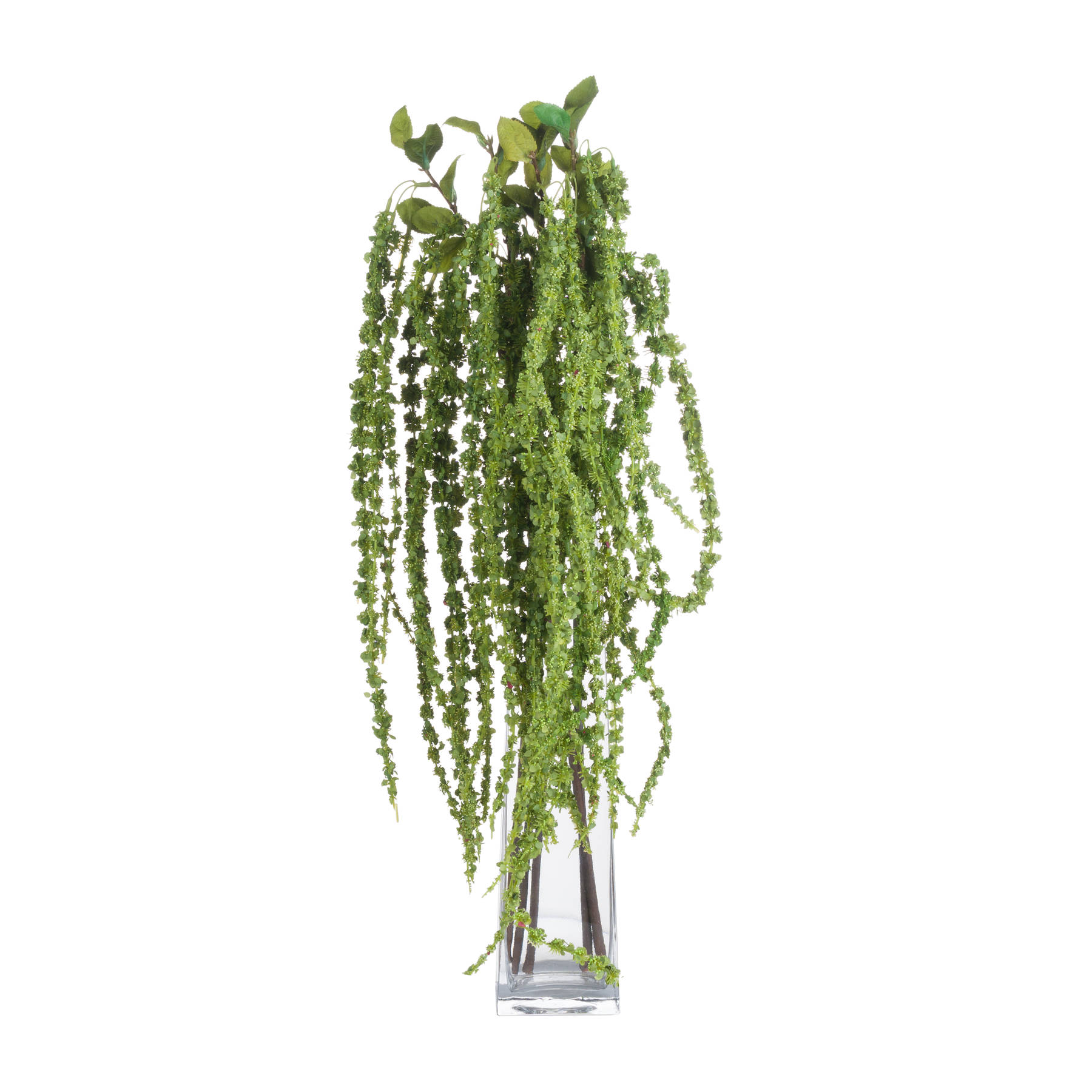 Green Amaranthus 4 Green Amaranthus - Image 4