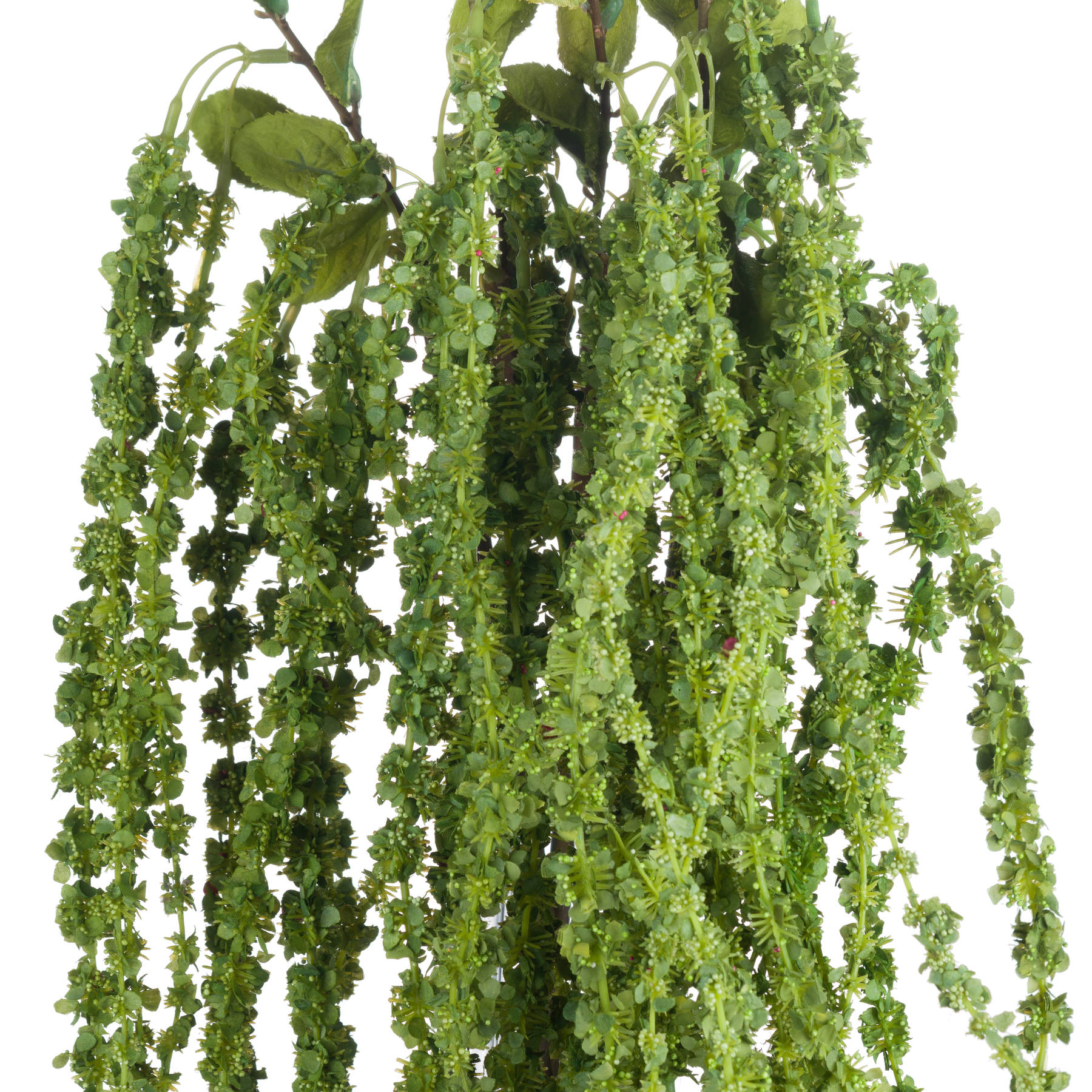 Green Amaranthus 5 Green Amaranthus - Image 5