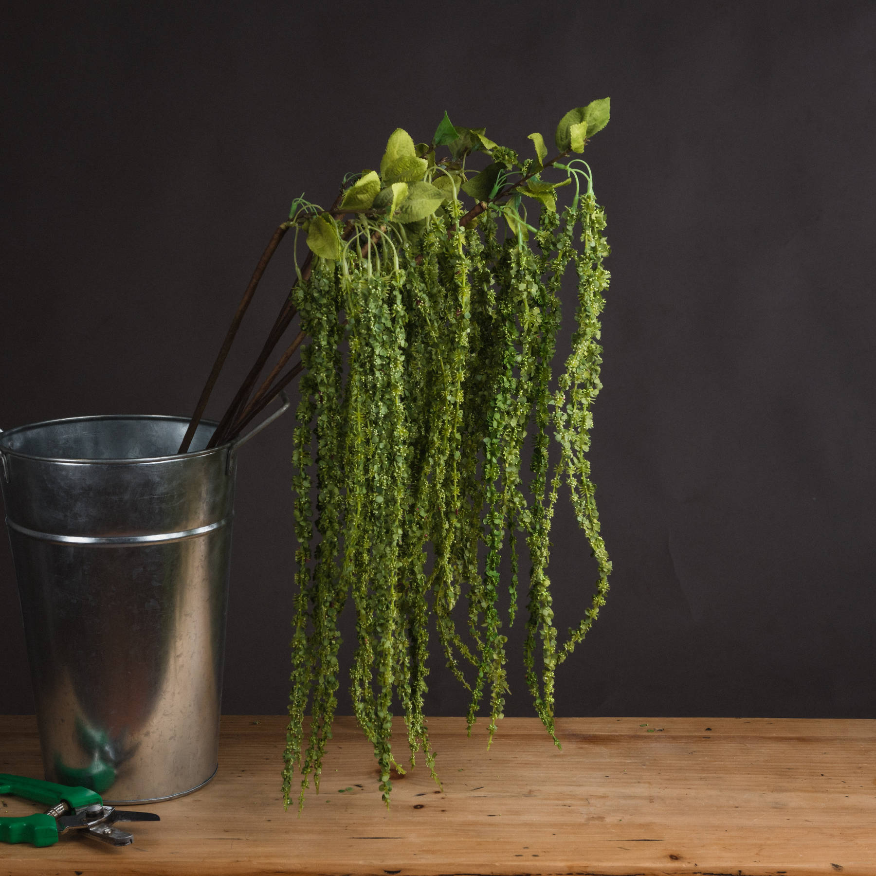 Green Amaranthus Green Amaranthus