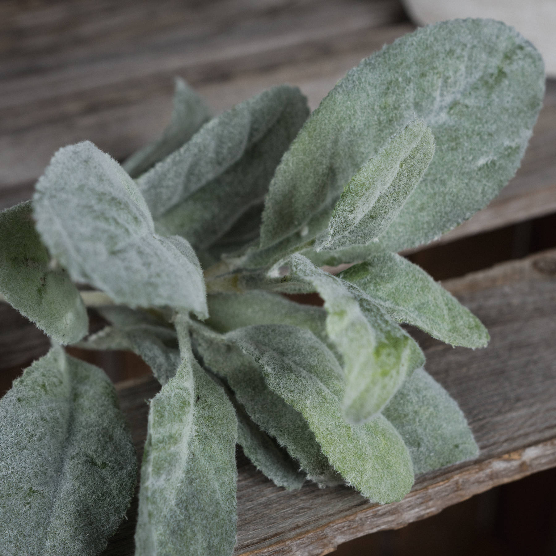Lambs Ear Spray 3 Lambs Ear Spray - Image 3