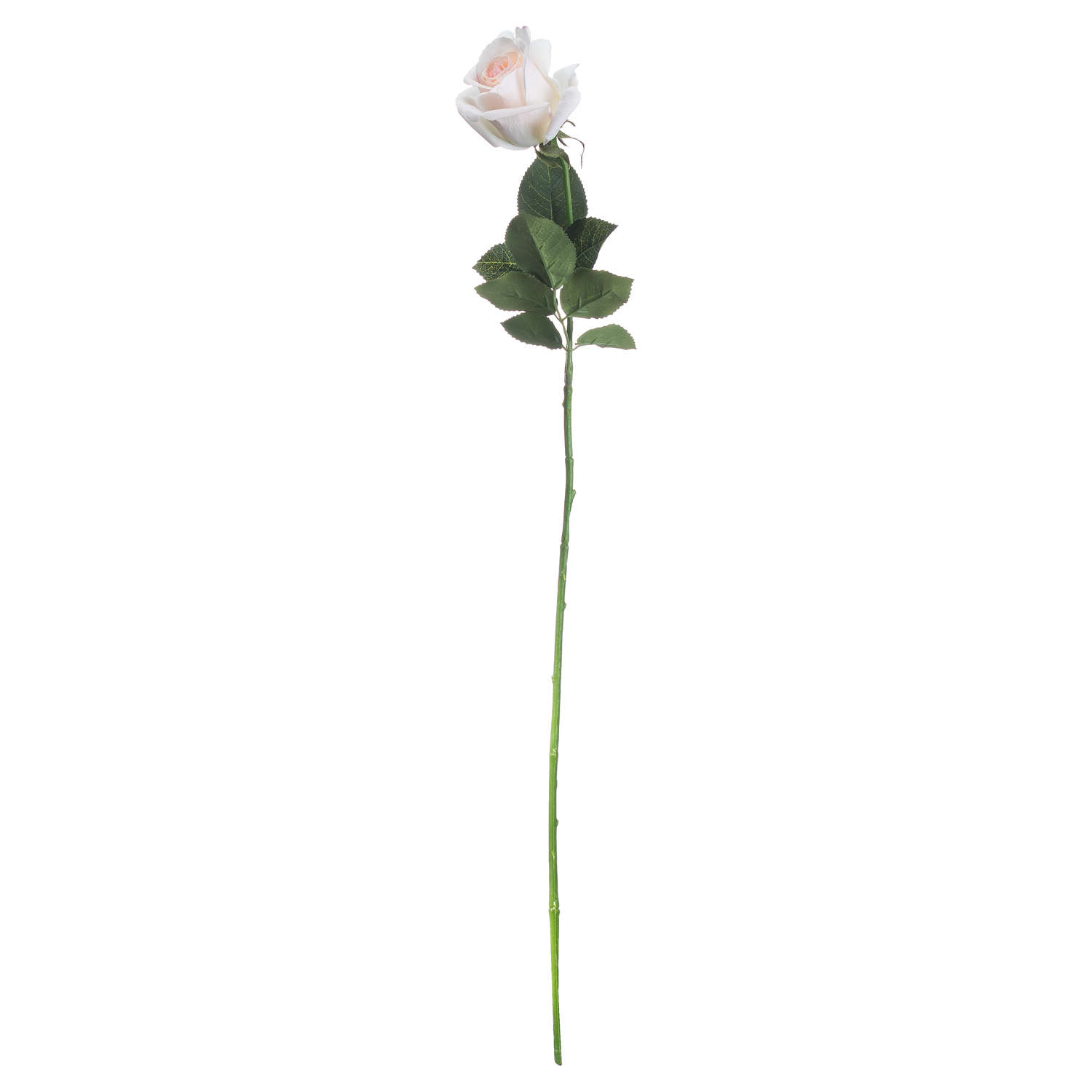Palest Pink Tea Rose 4 Palest Pink Tea Rose - Image 4