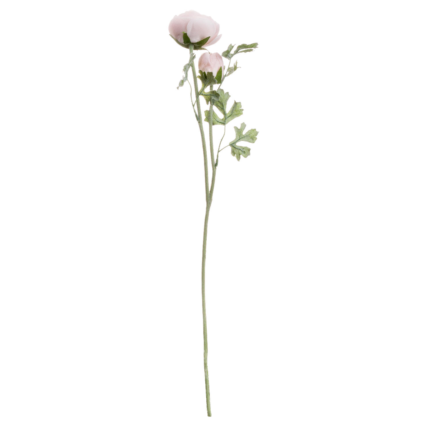 Pastel Pink Ranunculus 2 Pastel Pink Ranunculus - Image 2