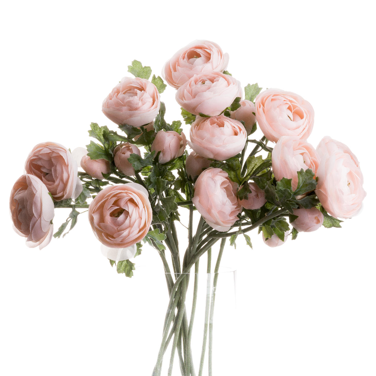 Pastel Pink Ranunculus Pastel Pink Ranunculus
