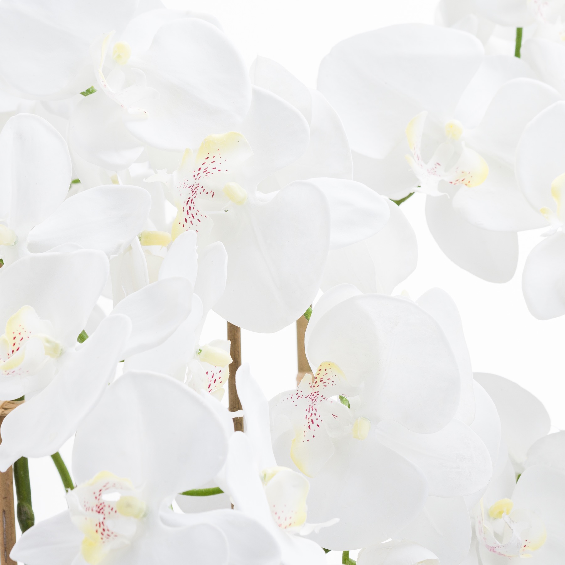 Large White Tall Orchid In Glass Pot 2 Large White Tall Orchid In Glass Pot - Image 2