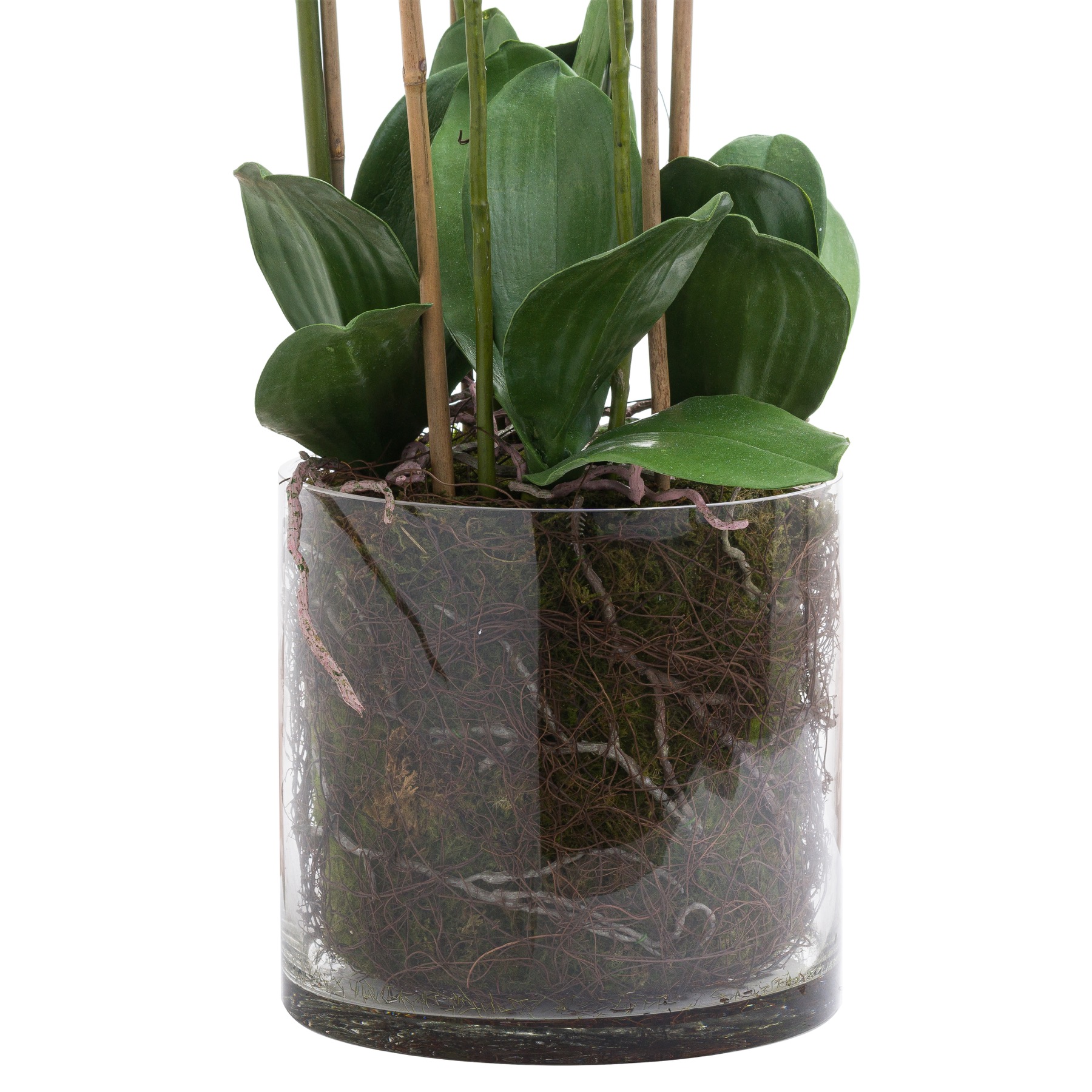 Large White Tall Orchid In Glass Pot 3 Large White Tall Orchid In Glass Pot - Image 3