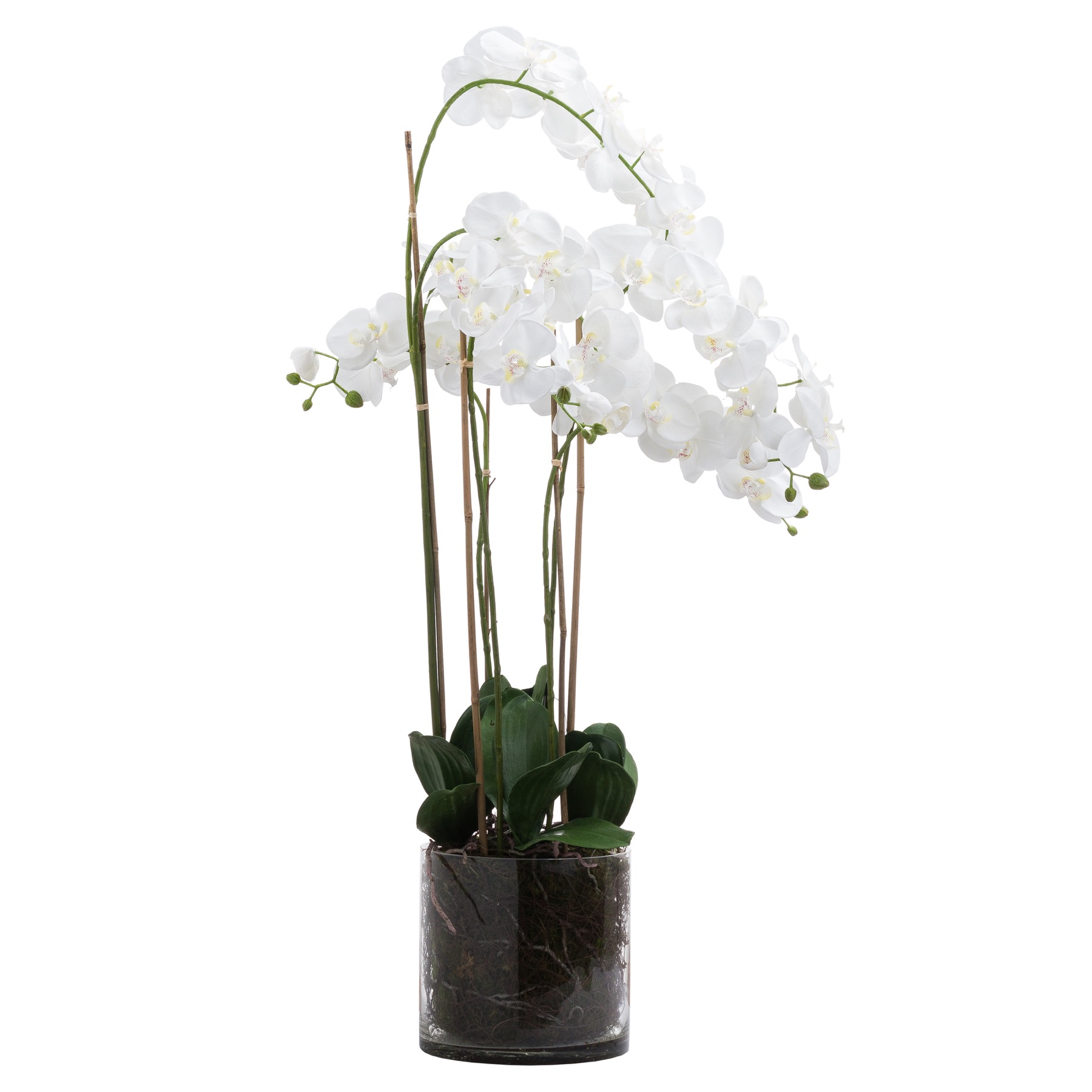 Large White Tall Orchid In Glass Pot Large White Tall Orchid In Glass Pot