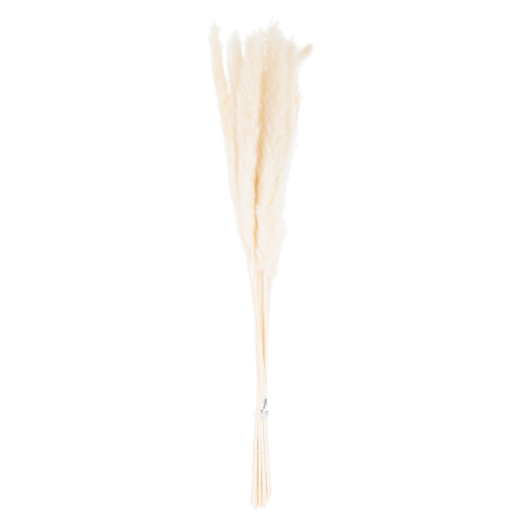 Mini White Pampas Grass Bunch Of 15 2 Mini White Pampas Grass Bunch Of 15 - Image 2