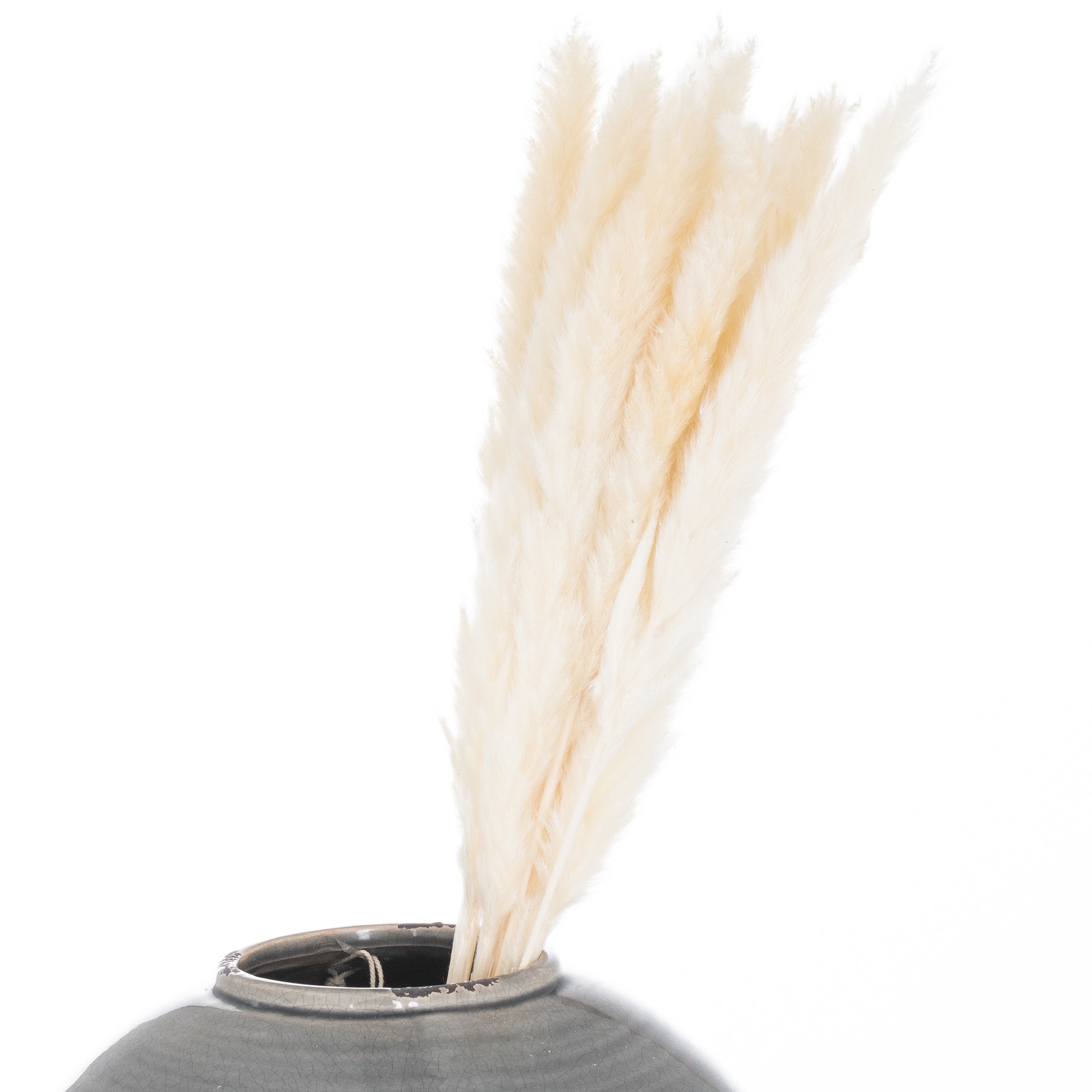 Mini White Pampas Grass Bunch Of 15 3 Mini White Pampas Grass Bunch Of 15 - Image 3