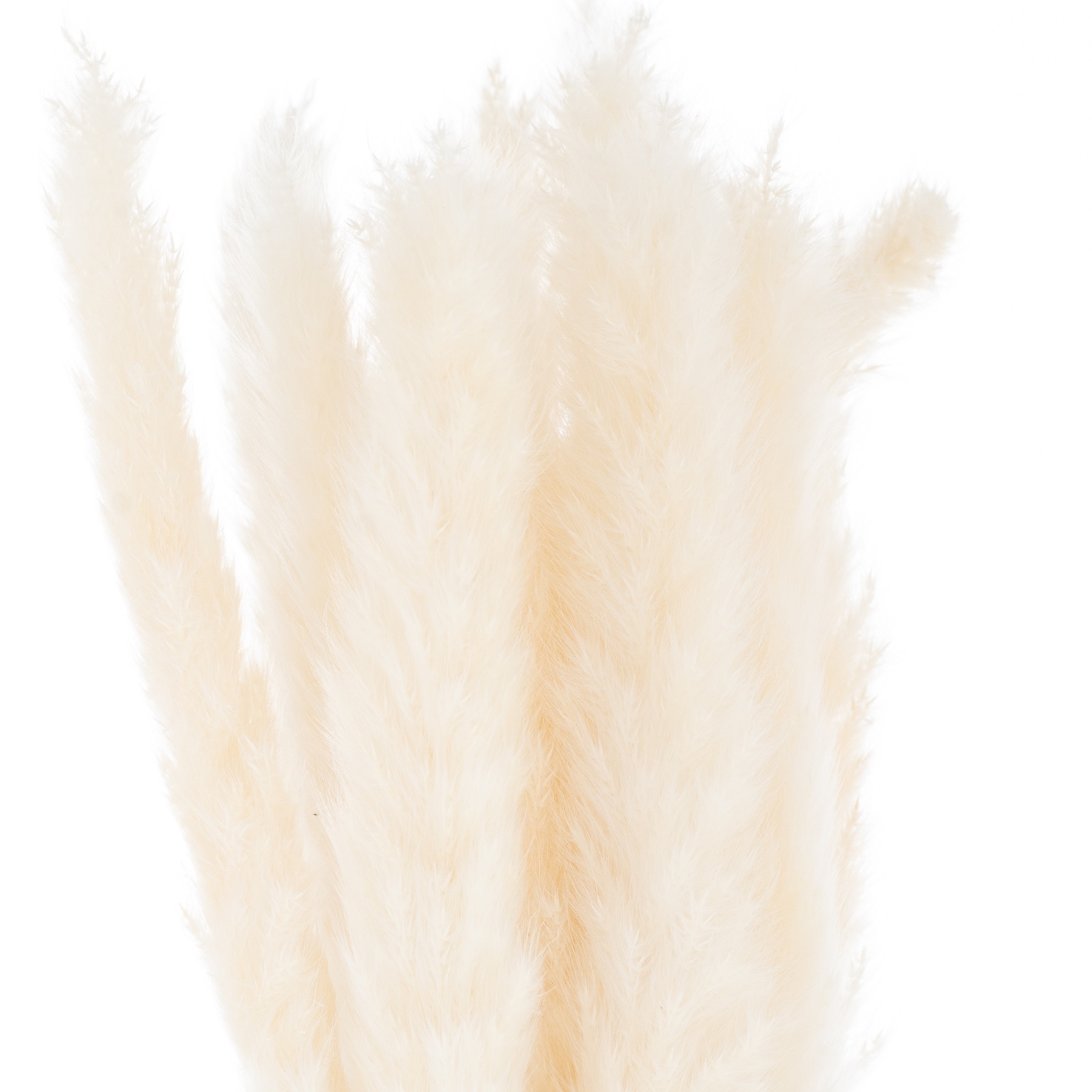 Mini White Pampas Grass Bunch Of 15 Mini White Pampas Grass Bunch Of 15