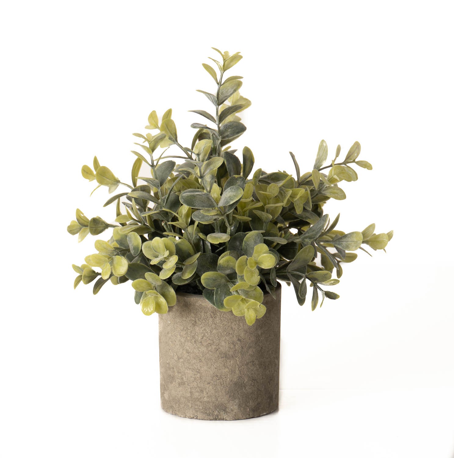 Eucalyptus Plant In Stone Effect Pot Eucalyptus Plant In Stone Effect Pot