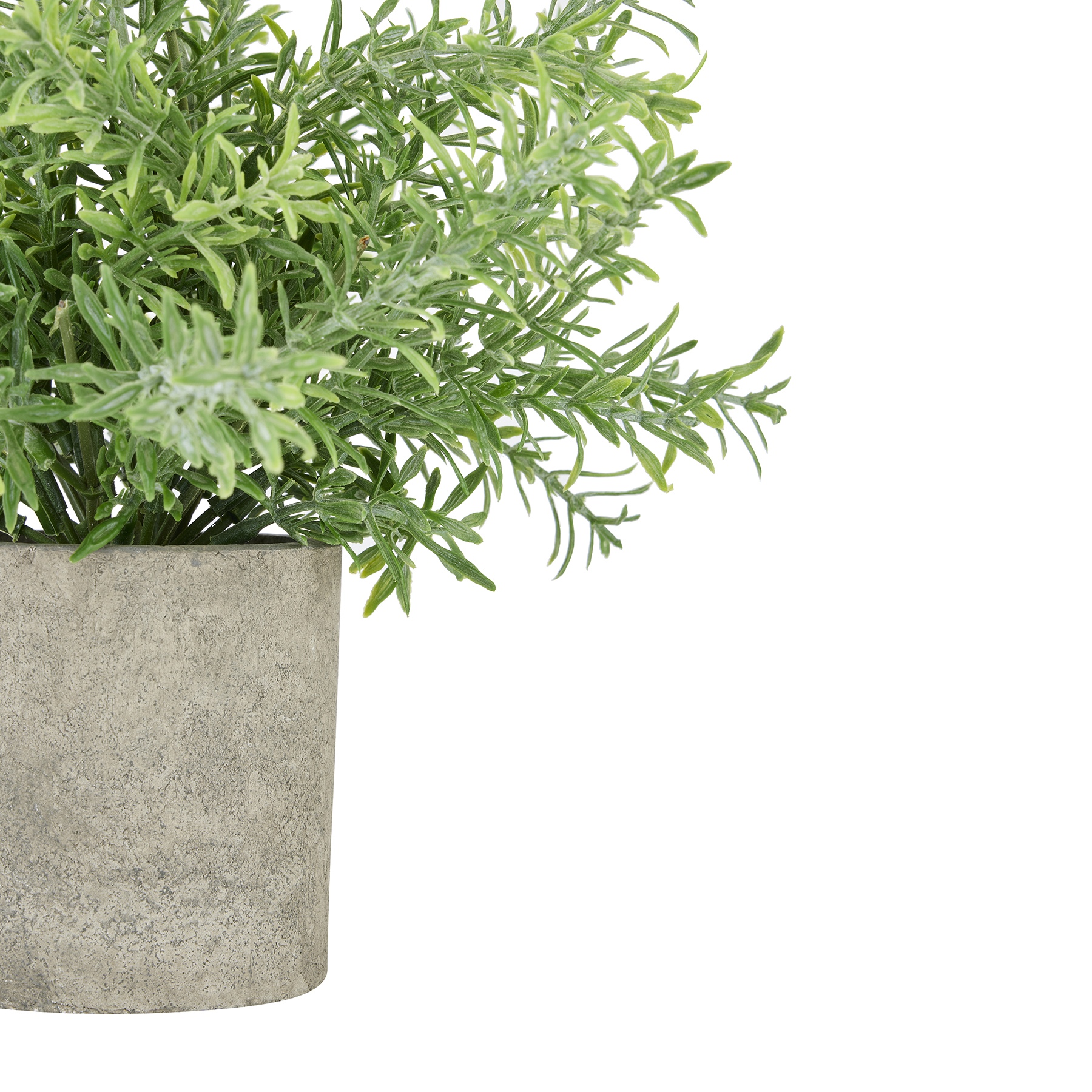 Rosemary Plant In Stone Effect Pot 2 Rosemary Plant In Stone Effect Pot - Image 2