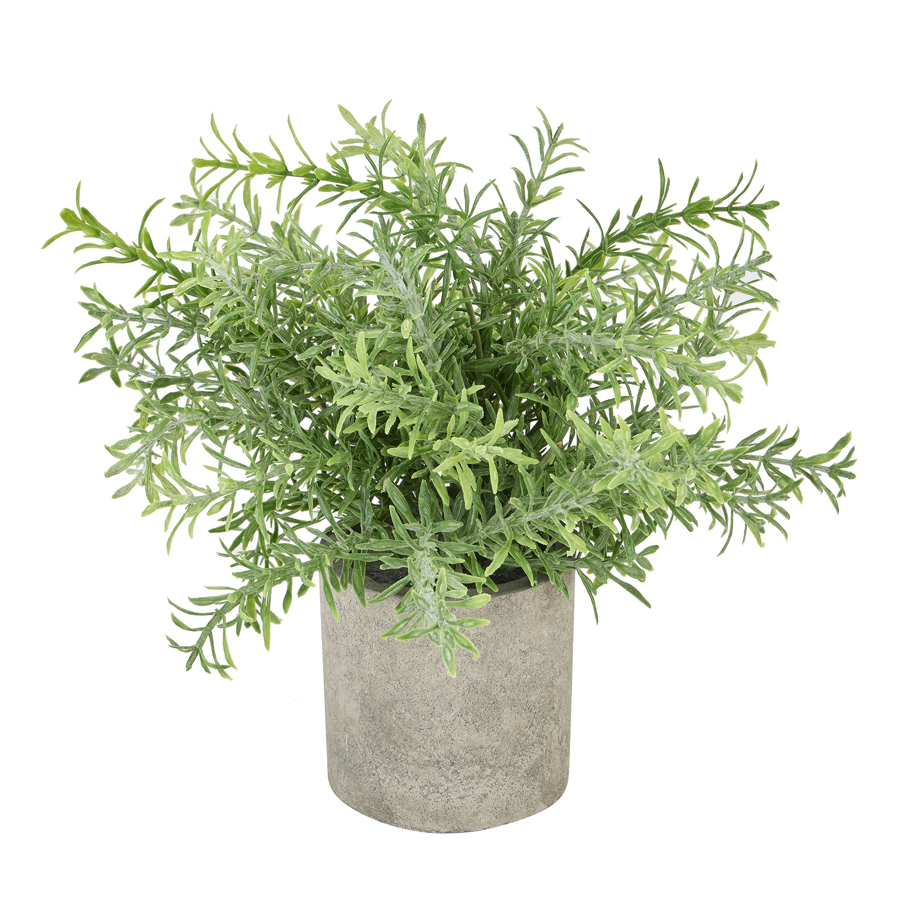 Rosemary Plant In Stone Effect Pot Rosemary Plant In Stone Effect Pot