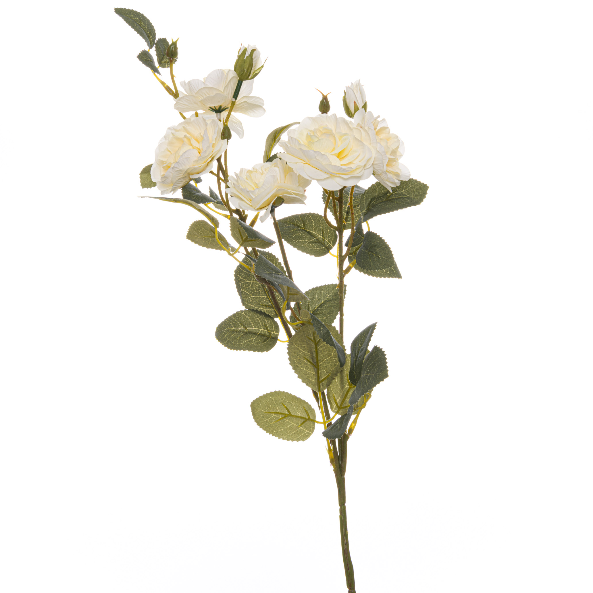 Soft White Cottage Rose Stem Soft White Cottage Rose Stem