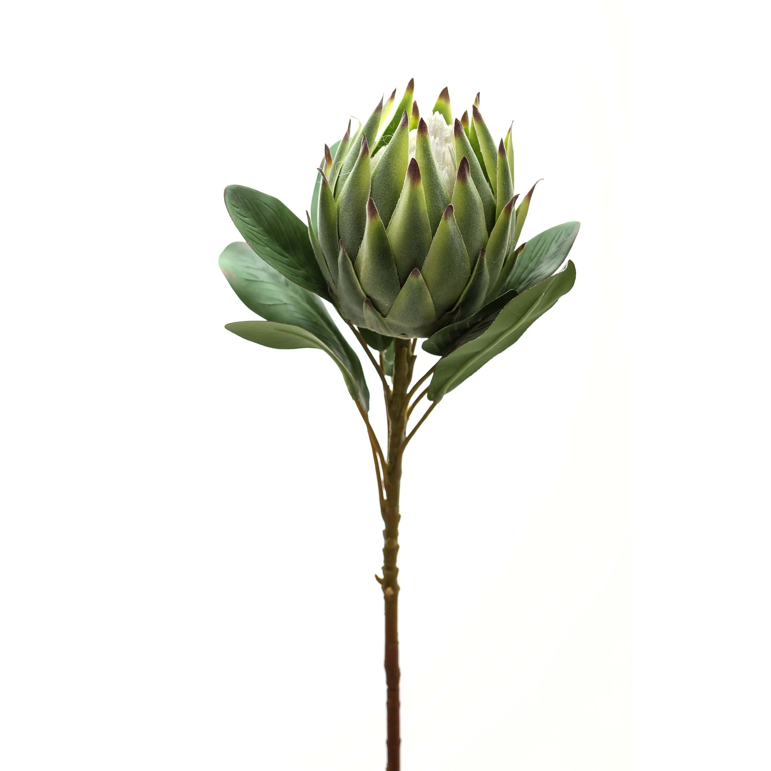 Large Green Protea 2 Large Green Protea - Image 2