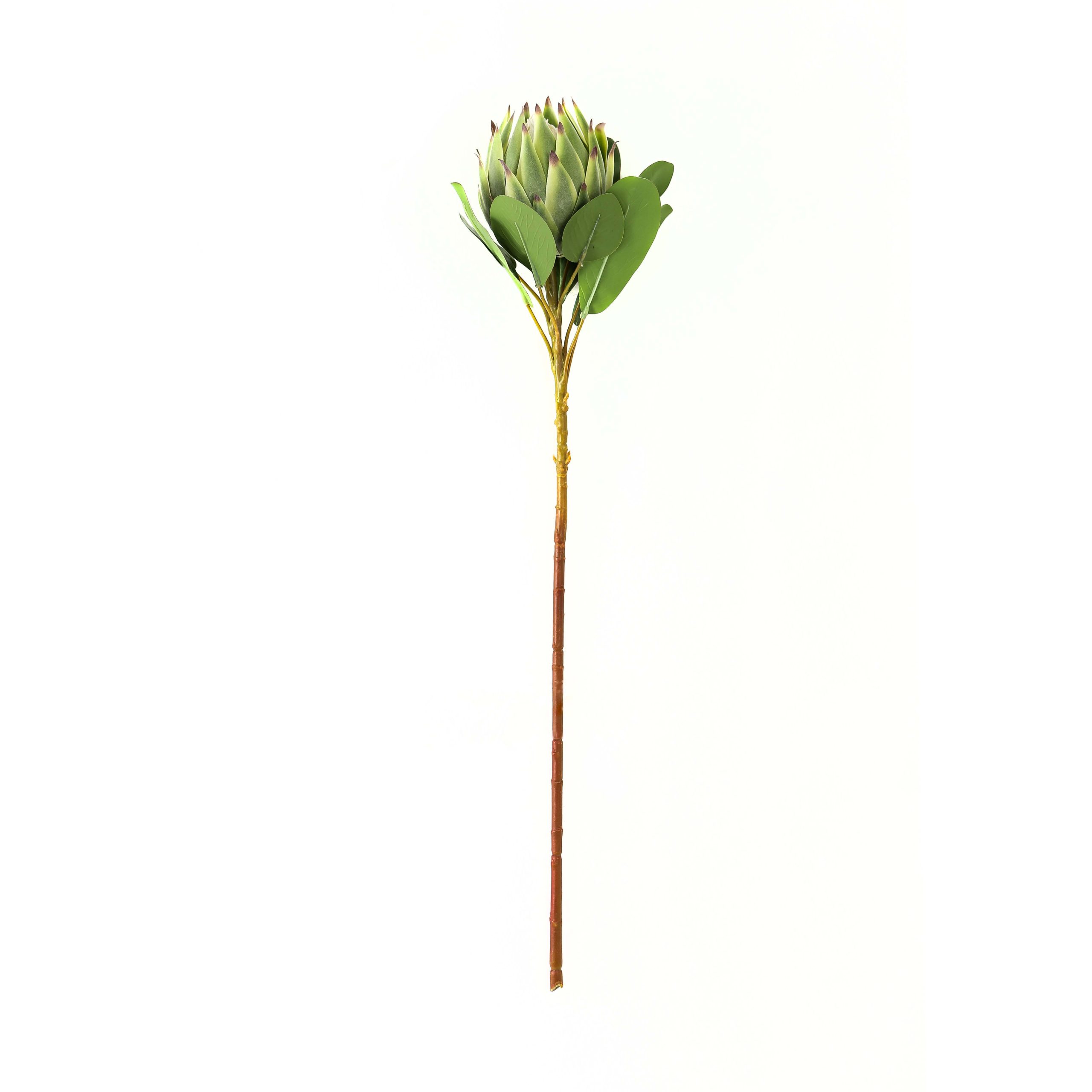Large Green Protea Large Green Protea