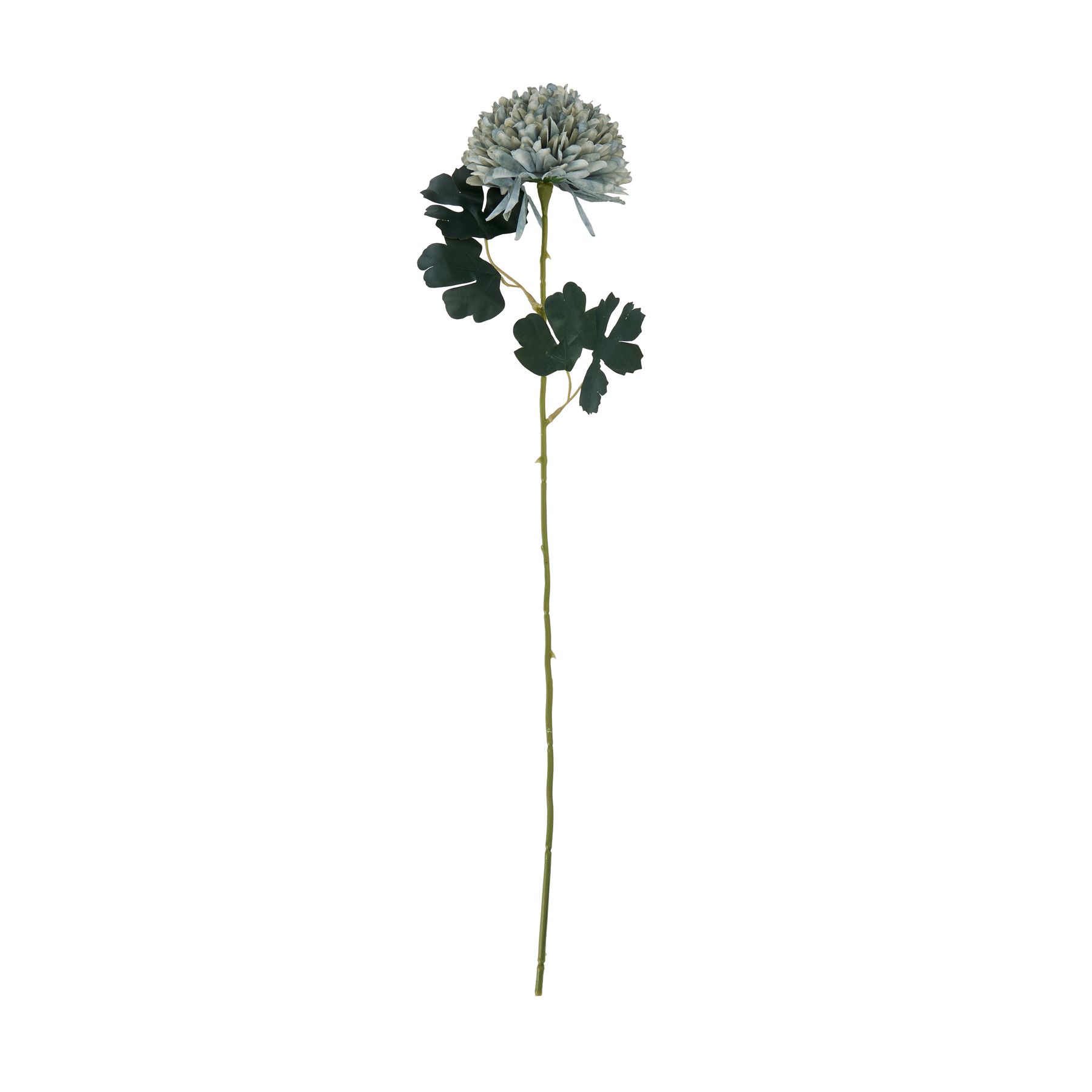 Pale Green Blue Chrysanthemum 3 Pale Green Blue Chrysanthemum - Image 3
