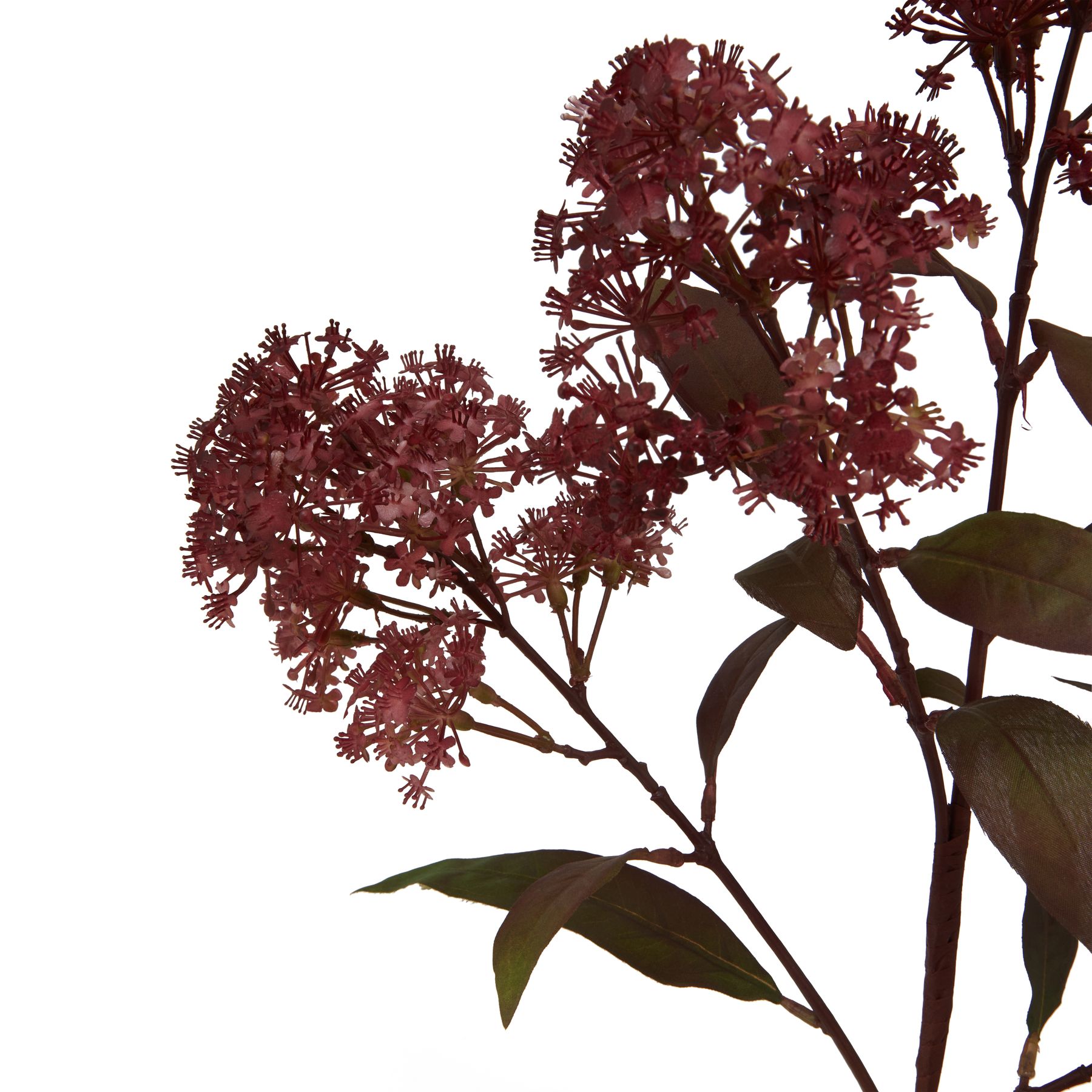 Medium Burgundy Smokebush Stem 2 Medium Burgundy Smokebush Stem - Image 2