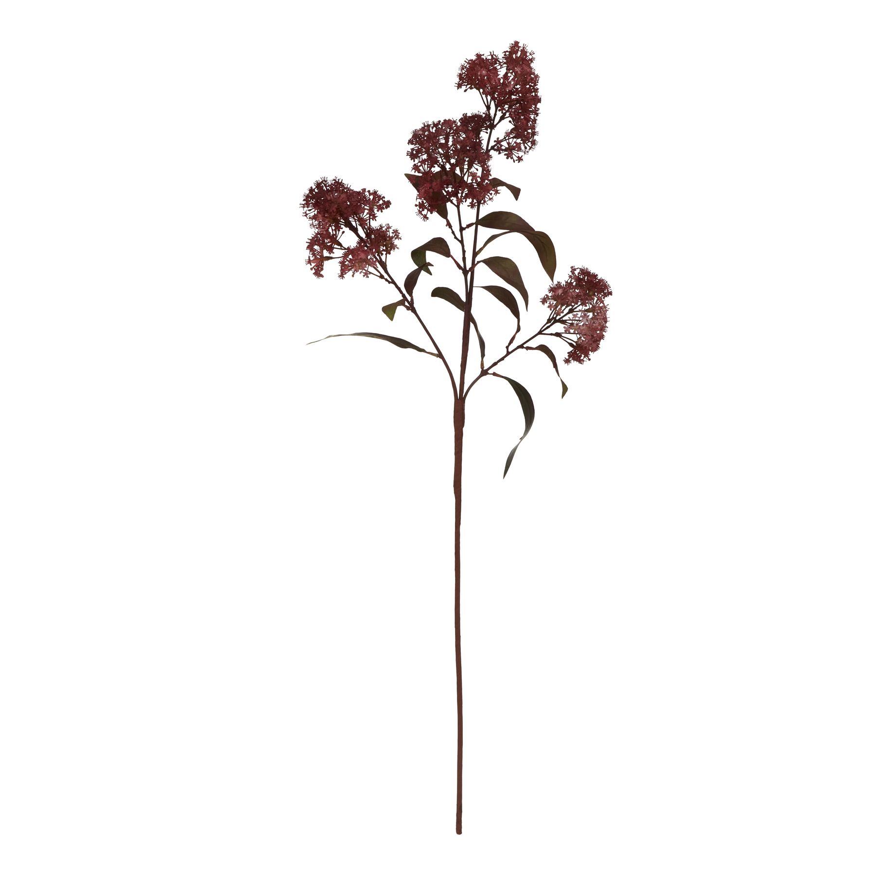 Medium Burgundy Smokebush Stem 3 Medium Burgundy Smokebush Stem - Image 3