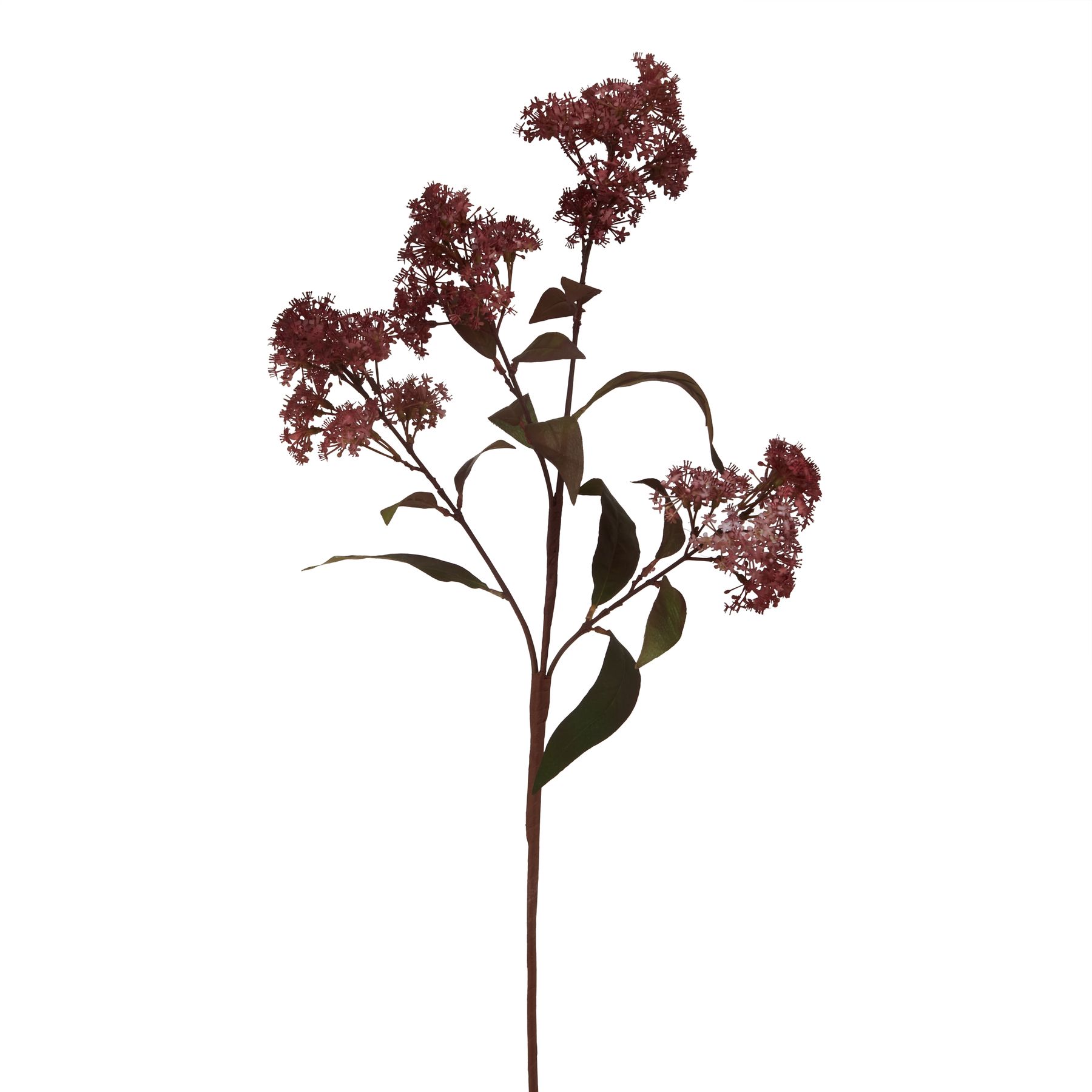Medium Burgundy Smokebush Stem Medium Burgundy Smokebush Stem