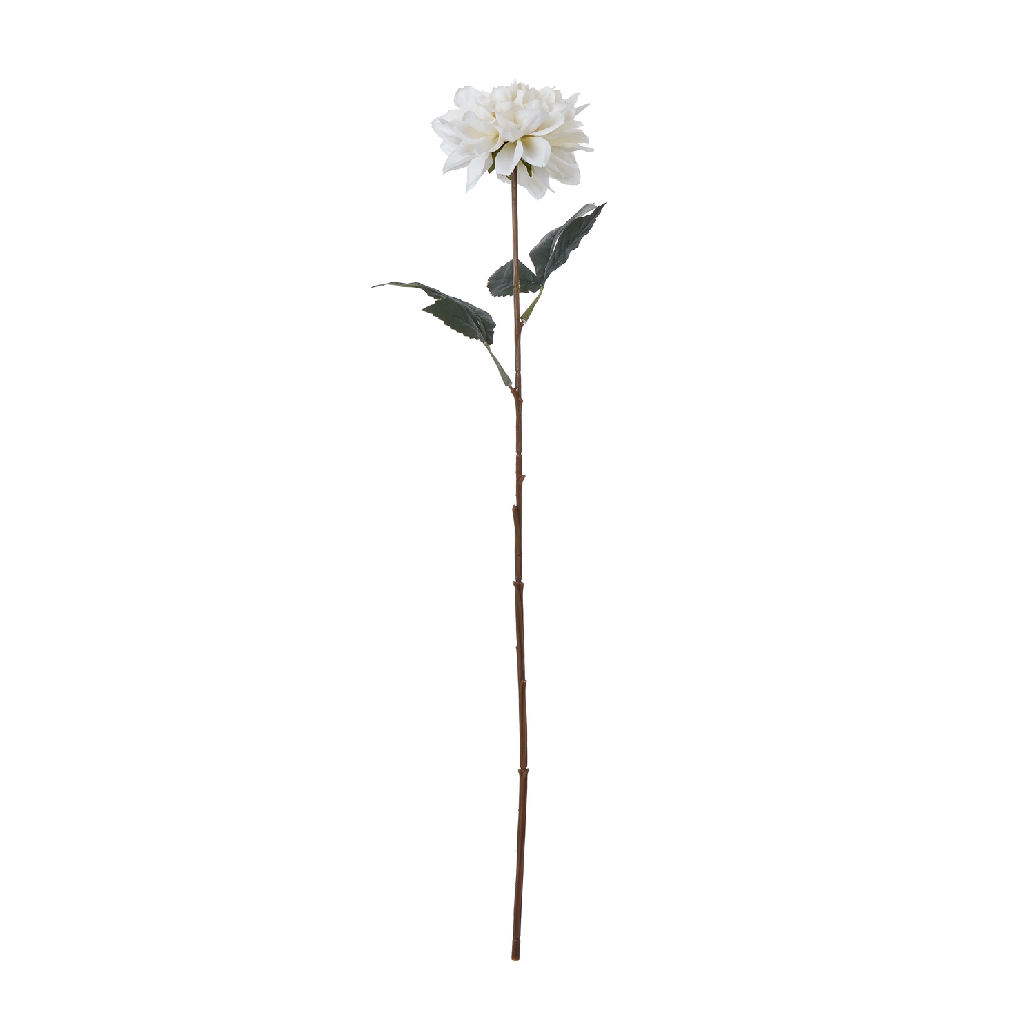 The Natural Garden Collection Tall White Dahlia The Natural Garden Collection Tall White Dahlia
