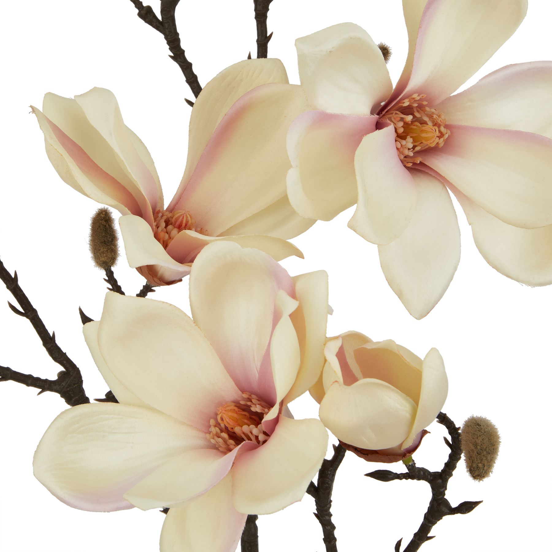 The Natural Garden Collection Pale Apricot Magnolia Stem 2 The Natural Garden Collection Pale Apricot Magnolia Stem - Image 2