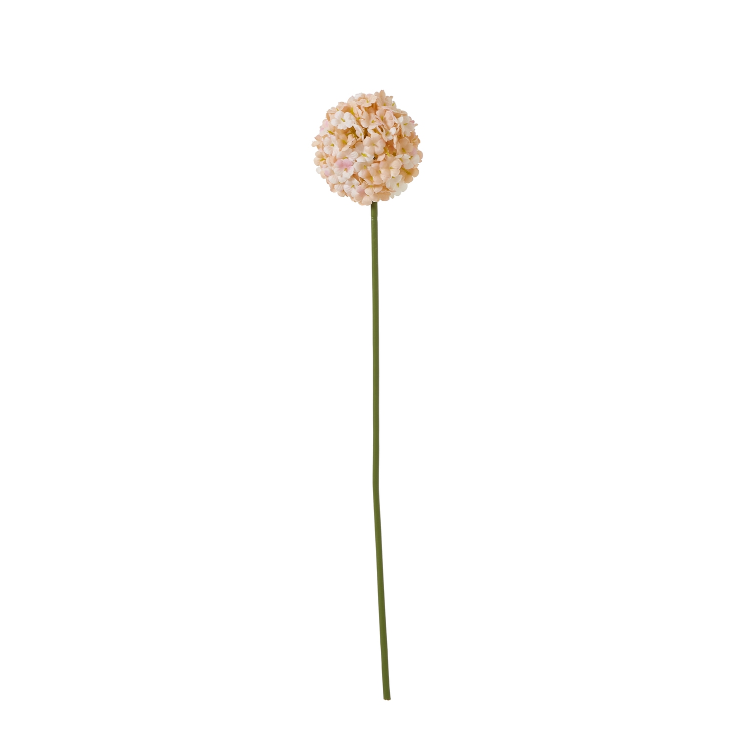 The Natural Garden Collection White & Apricot Allium The Natural Garden Collection White & Apricot Allium