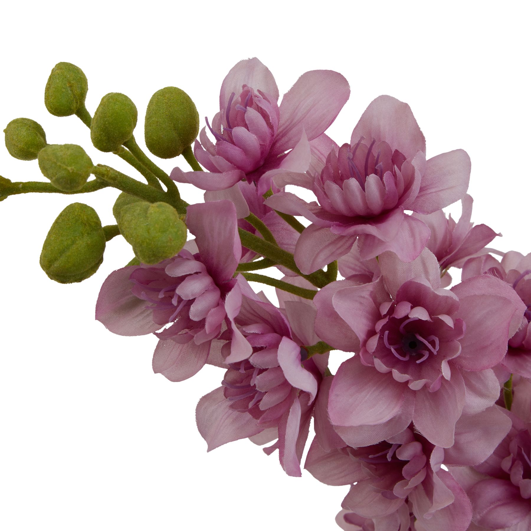 The Natural Garden Collection Purple Elatum Delphinium 2 The Natural Garden Collection Purple Elatum Delphinium - Image 2