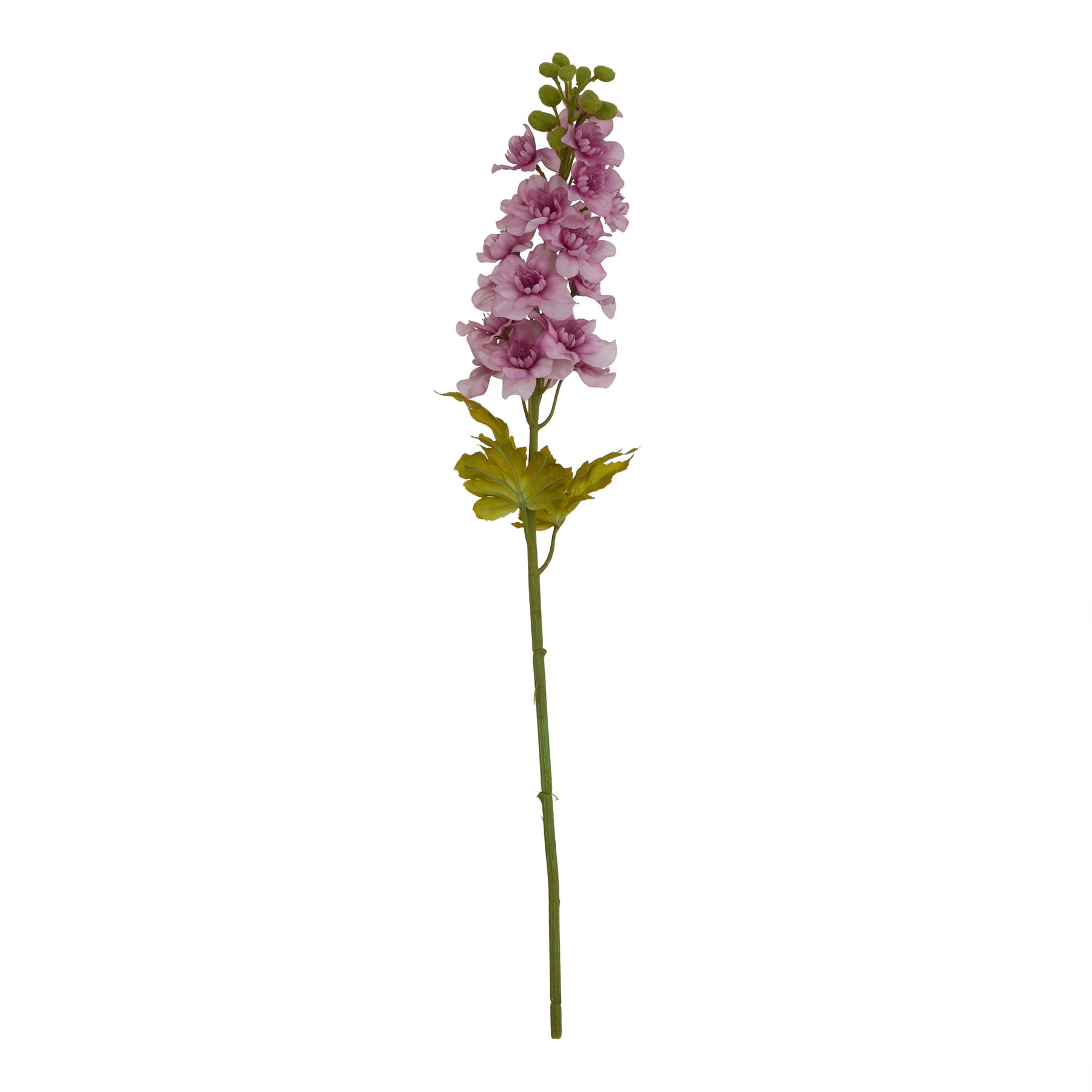 The Natural Garden Collection Purple Elatum Delphinium The Natural Garden Collection Purple Elatum Delphinium