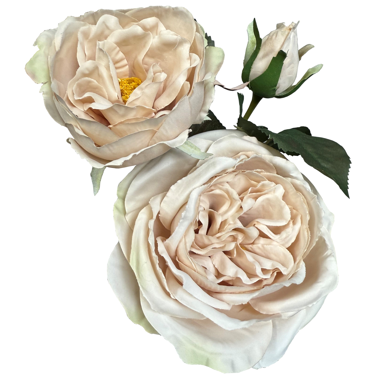 The Natural Garden Collection Palest Blush Charity Rose The Natural Garden Collection Palest Blush Charity Rose