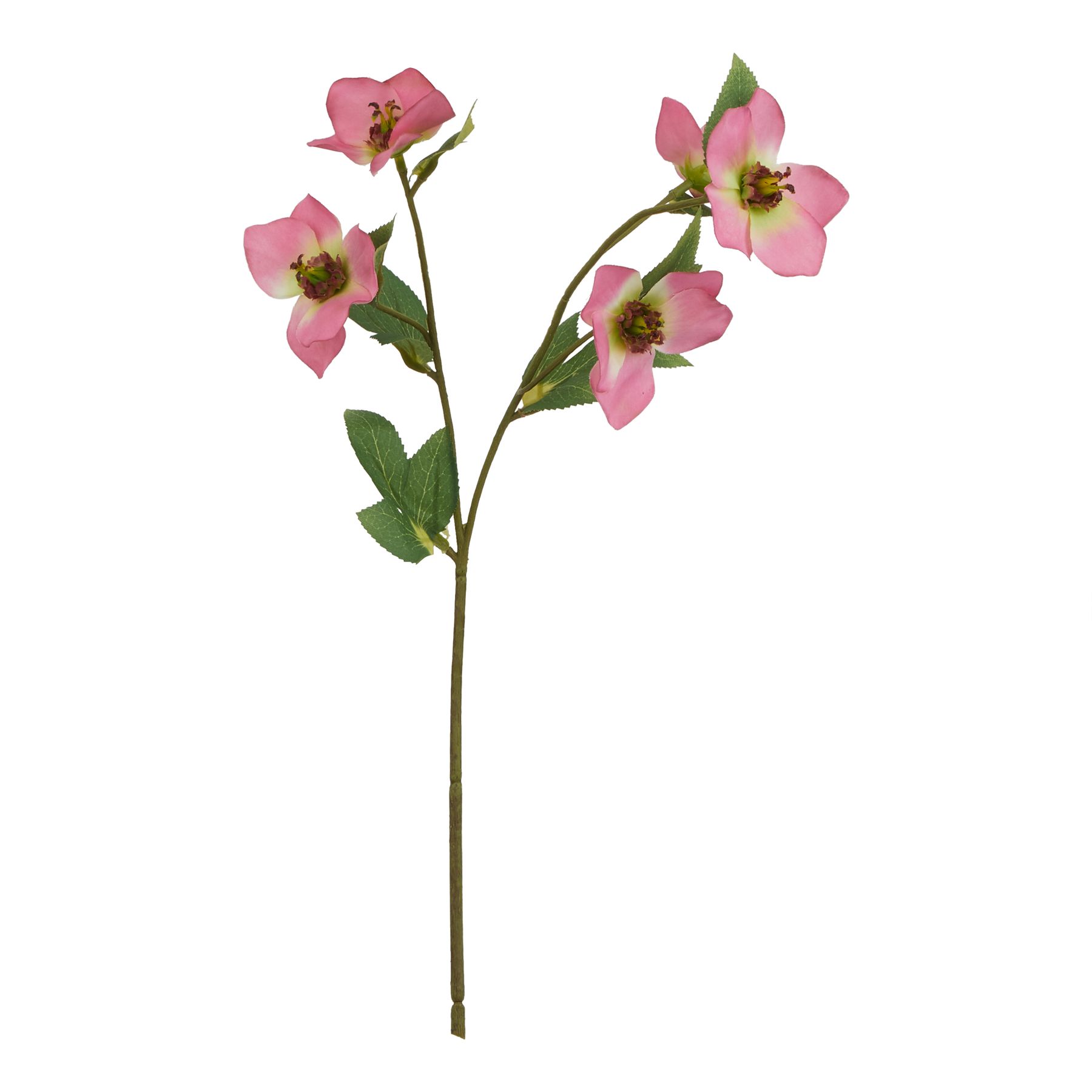 The Natural Garden Collection Pink Varigated Hellibore The Natural Garden Collection Pink Varigated Hellibore 23410