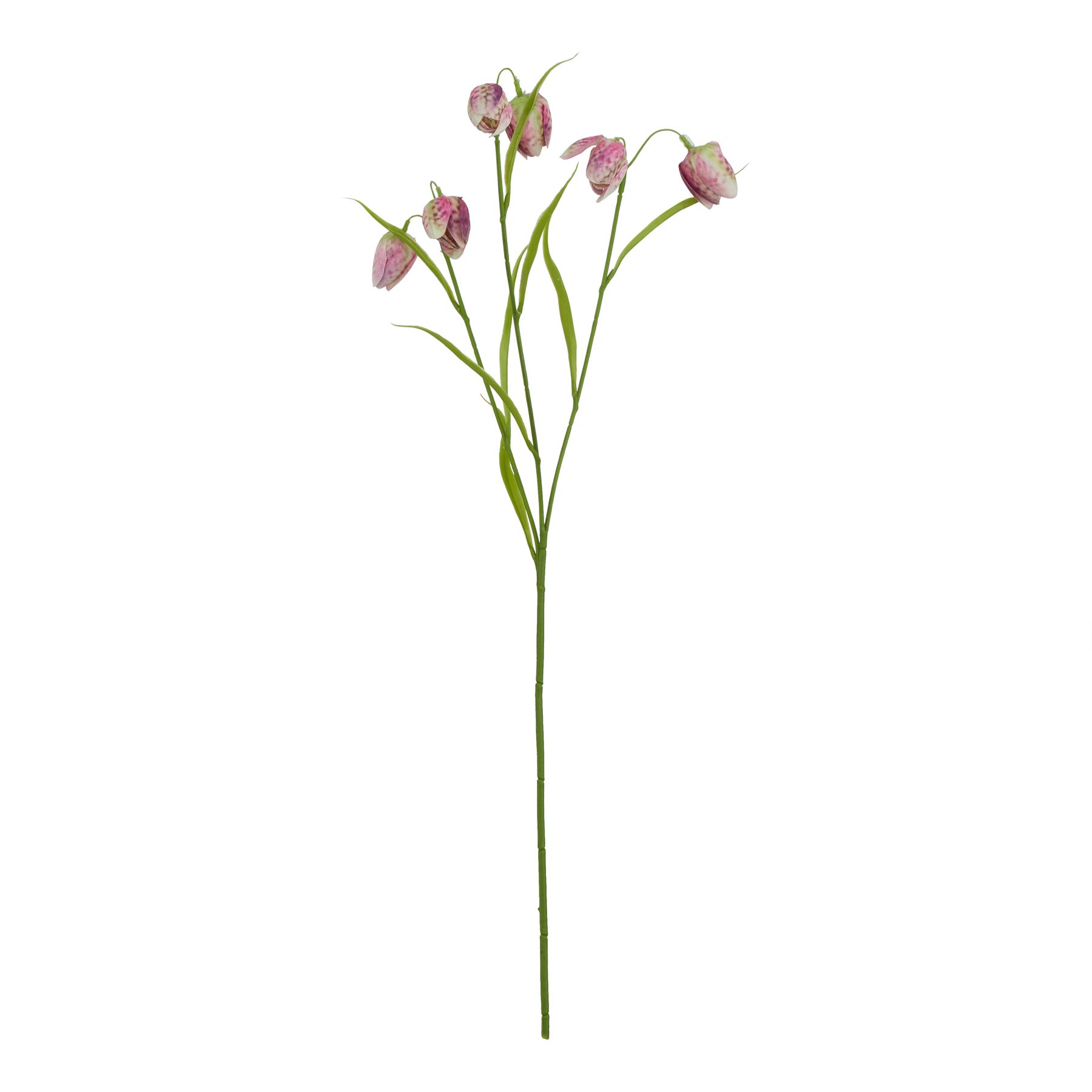The Natural Garden Collection Purple Fritillaria Stem The Natural Garden Collection Purple Fritillaria Stem