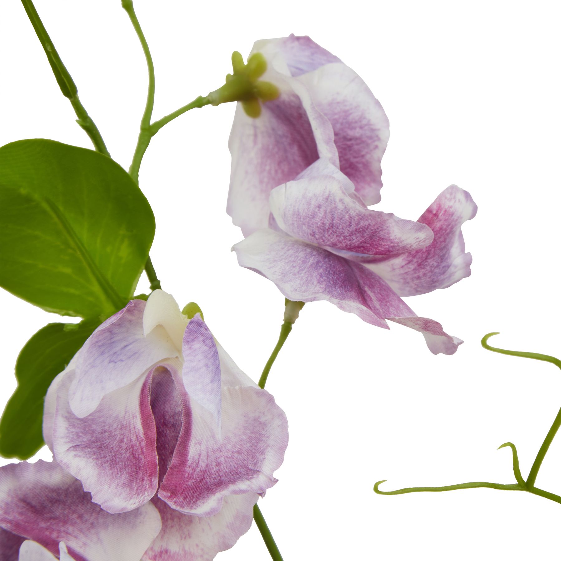 The Natural Garden Collection Purple Sweetpea Stem 2 The Natural Garden Collection Purple Sweetpea Stem - Image 2