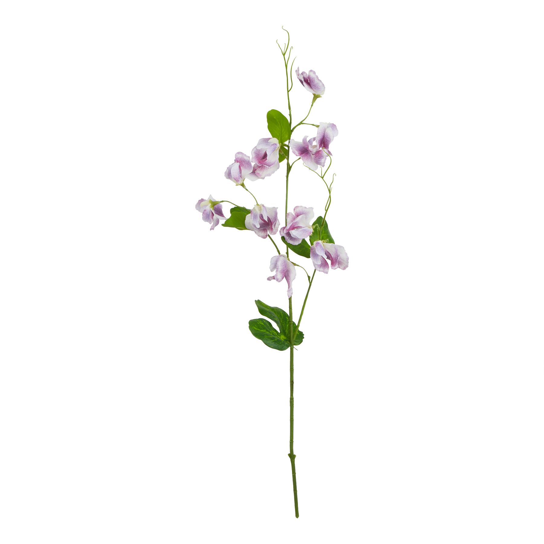 The Natural Garden Collection Purple Sweetpea Stem The Natural Garden Collection Purple Sweetpea Stem