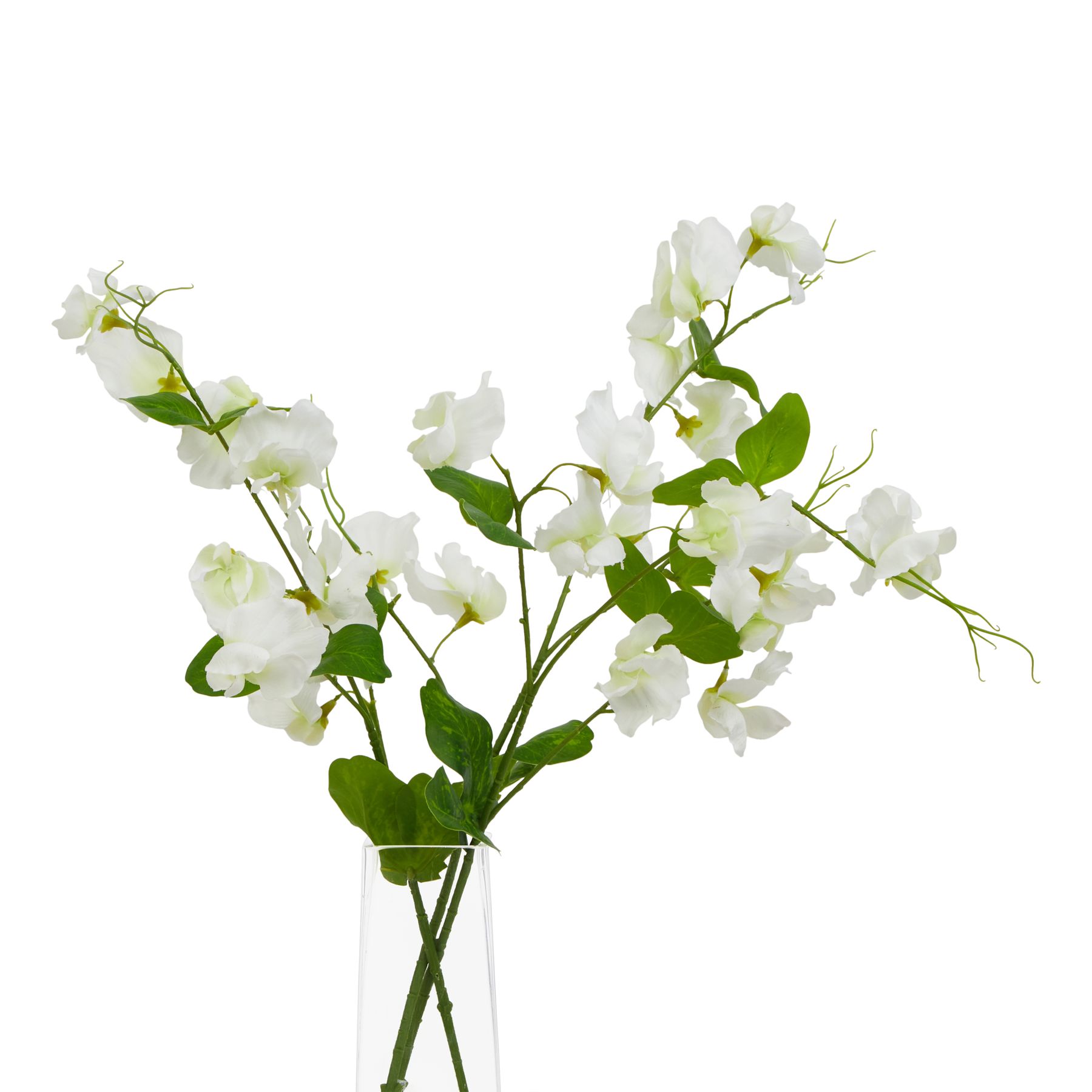 The Natural Garden Collection White Sweetpea Stem 3 The Natural Garden Collection White Sweetpea Stem - Image 3