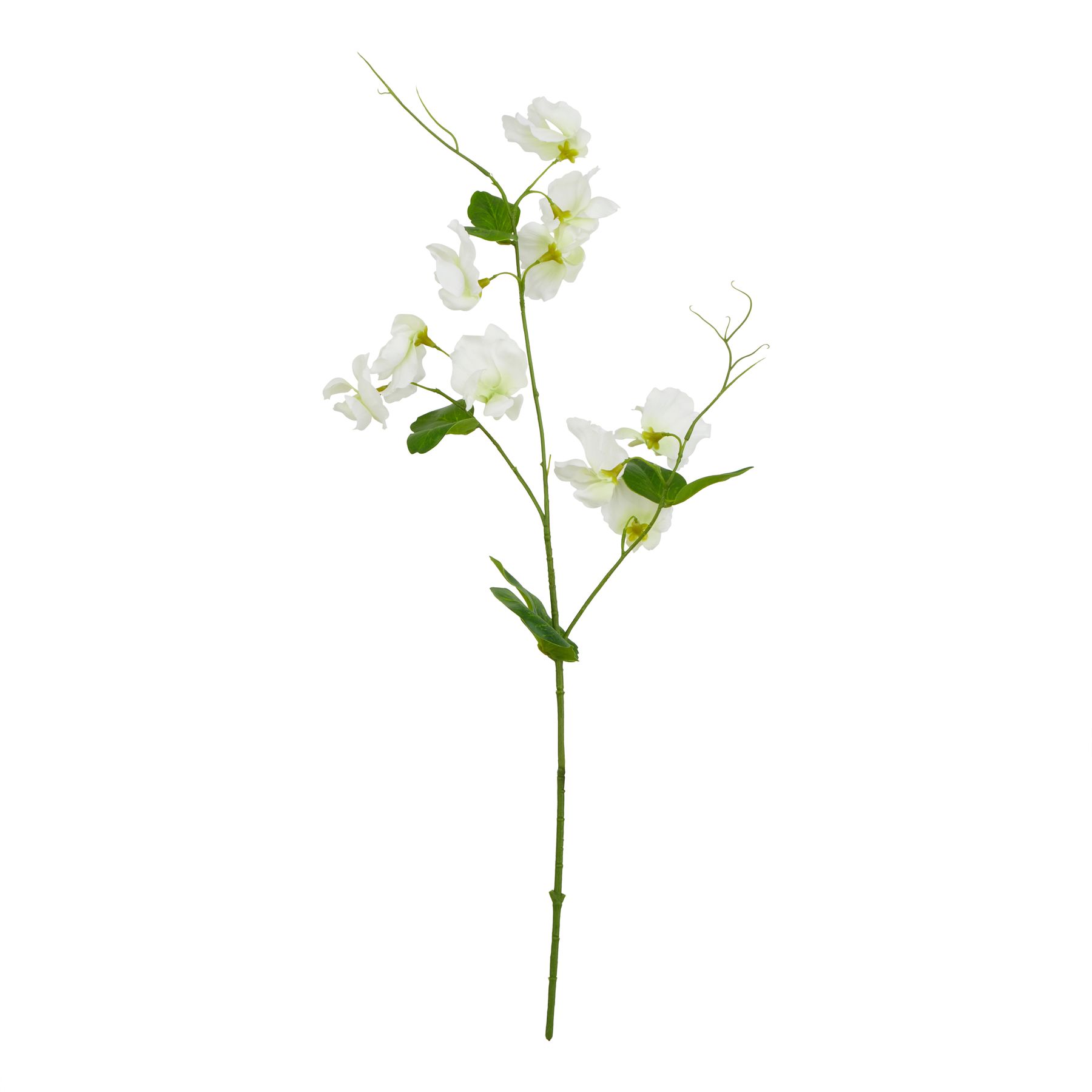 The Natural Garden Collection White Sweetpea Stem The Natural Garden Collection White Sweetpea Stem