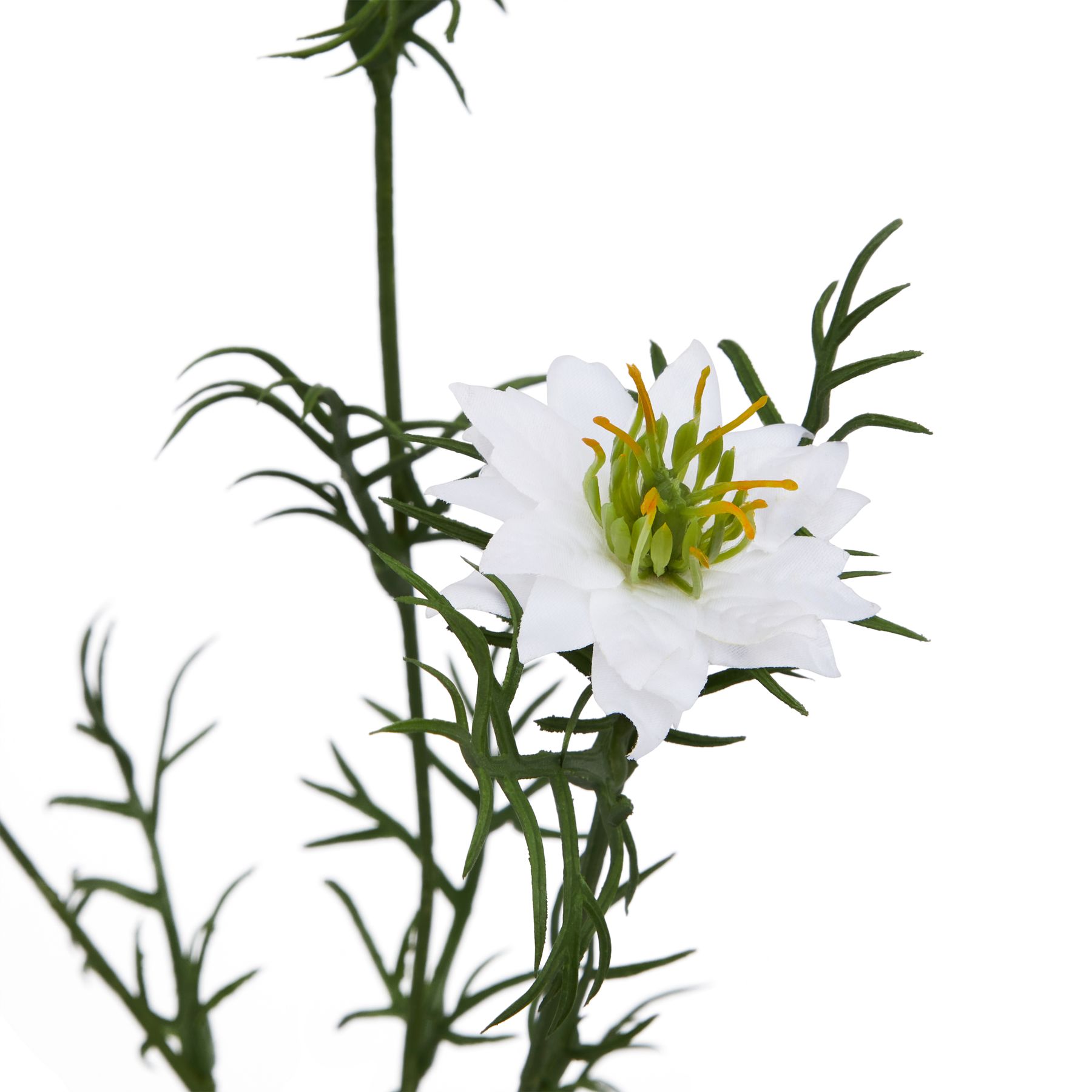 The Natural Garden Collection White Nigella Love In A Mist 2 The Natural Garden Collection White Nigella Love In A Mist - Image 2