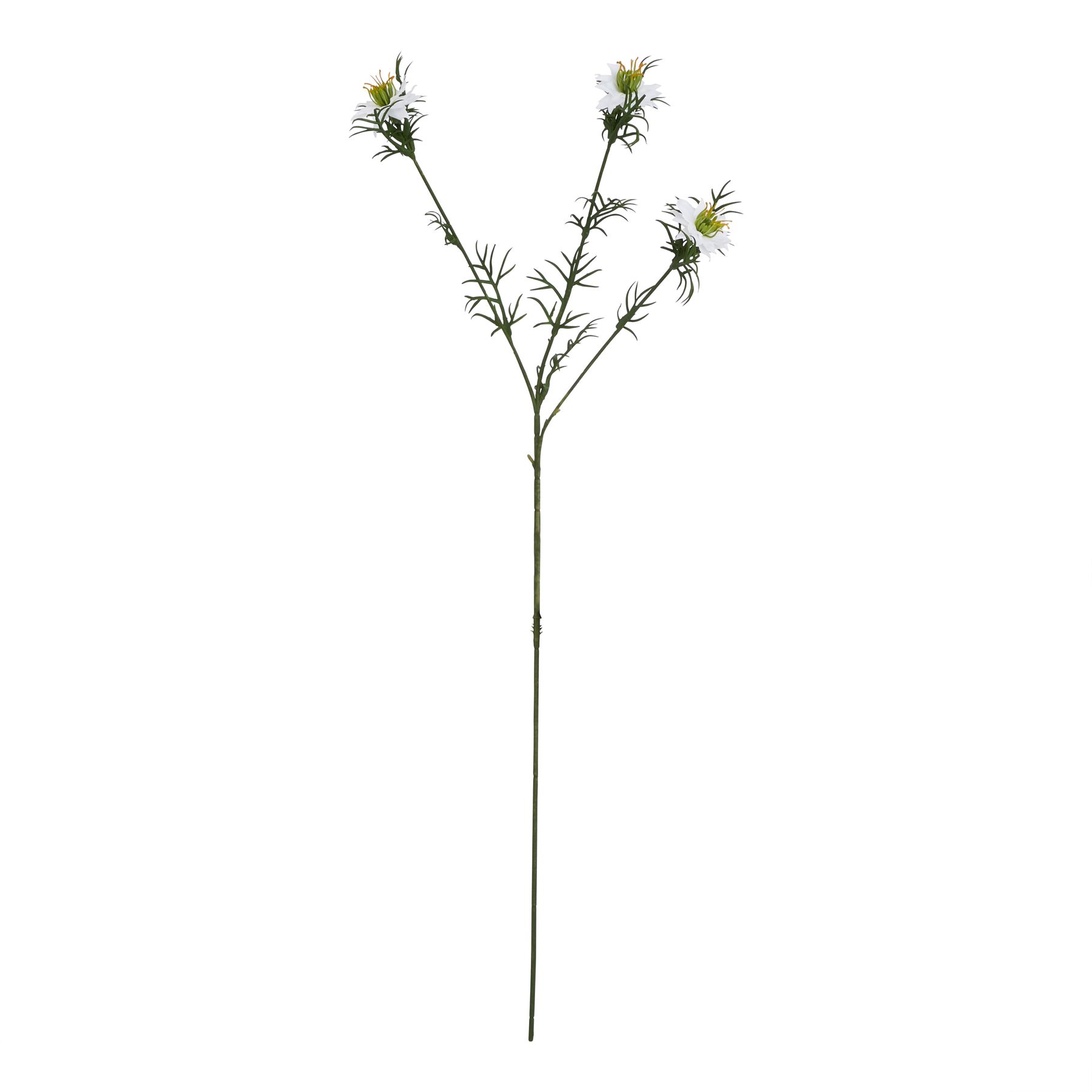 The Natural Garden Collection White Nigella Love In A Mist The Natural Garden Collection White Nigella Love In A Mist