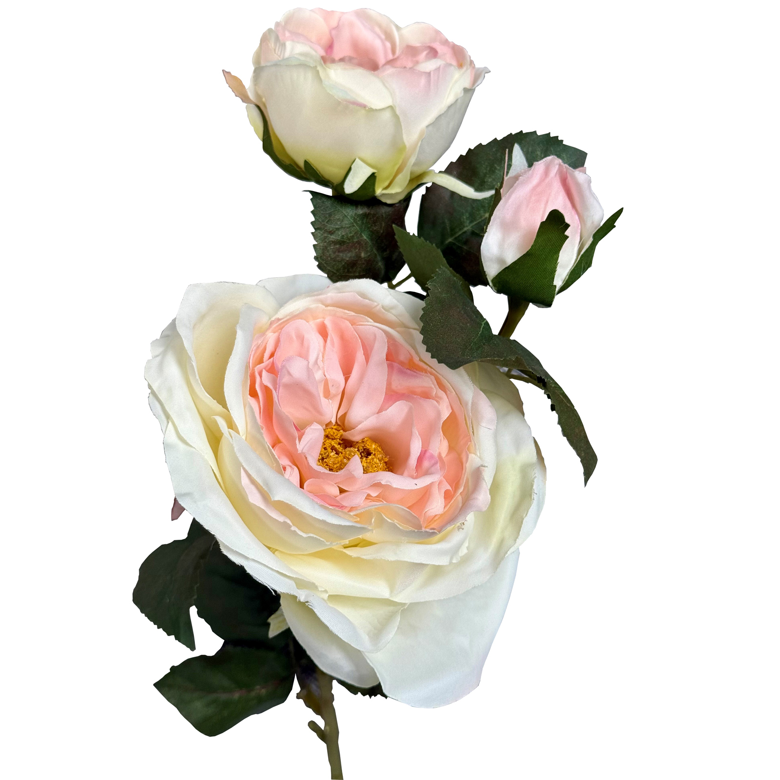 The Natural Garden Collection Pink Charity Rose The Natural Garden Collection Pink Charity Rose