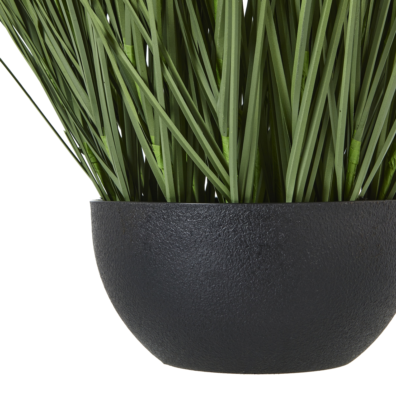 Large Onion Grass Plant In Pot 3 Large Onion Grass Plant In Pot - Image 3