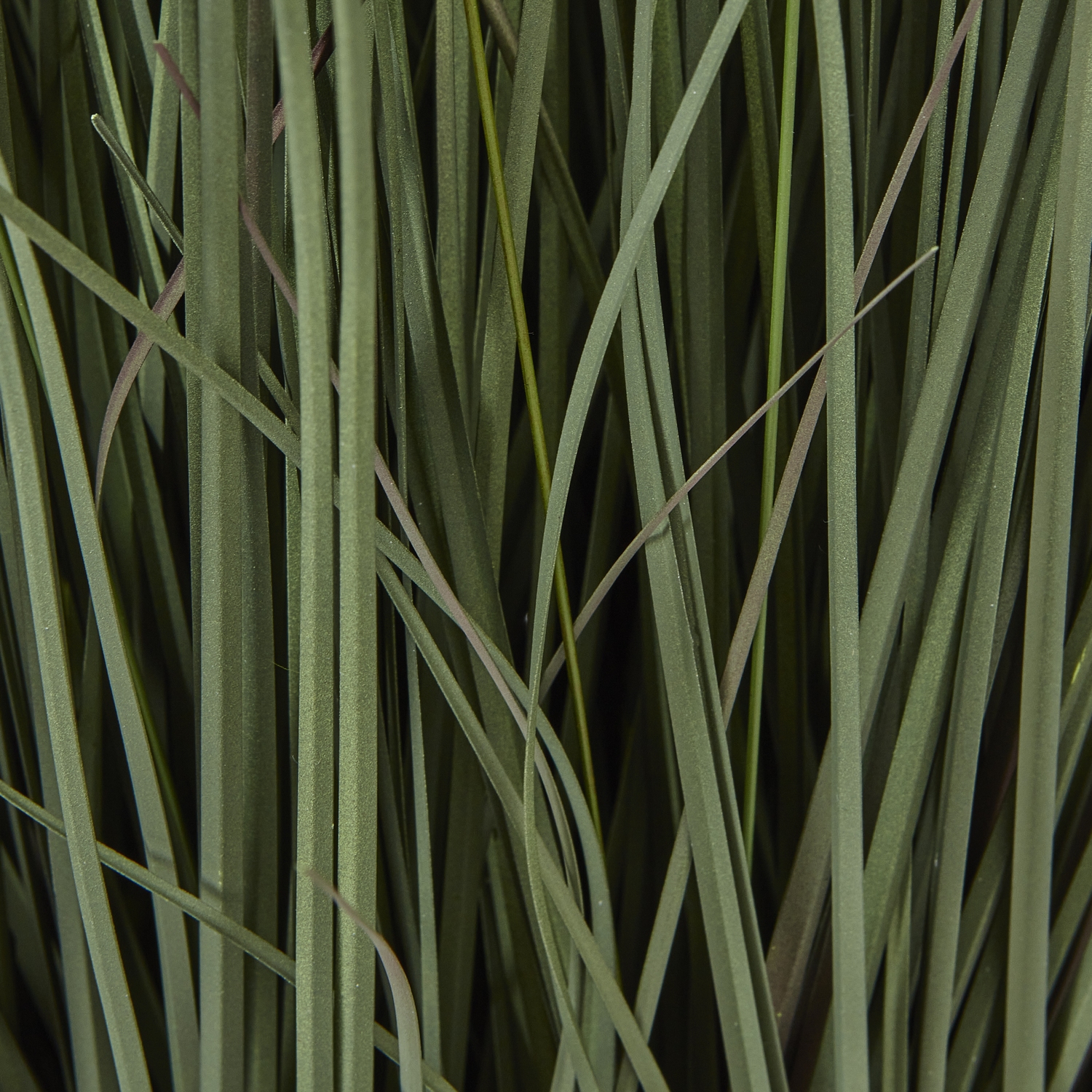 Large Fountain Grass Plant In Pot 3 Large Fountain Grass Plant In Pot 23722 b