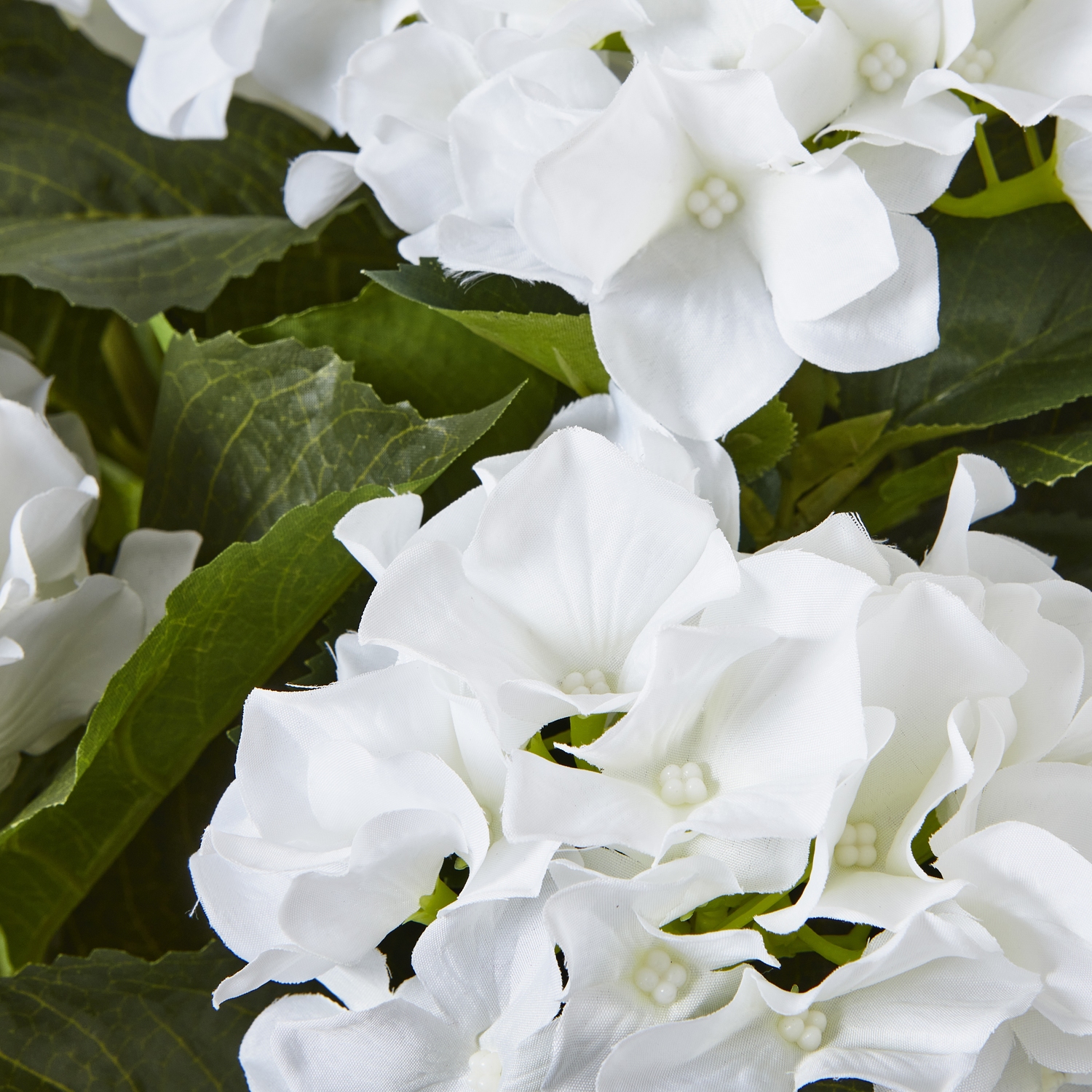 Large White Hydrangea Plant In Pot 2 Large White Hydrangea Plant In Pot - Image 2